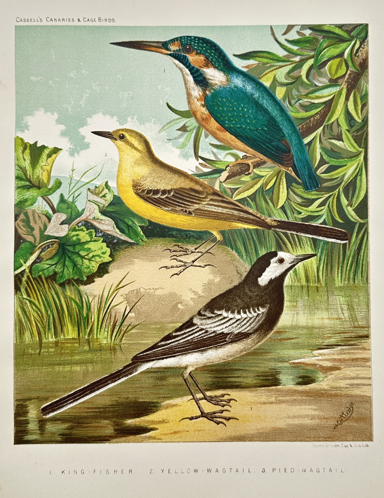 Joseph Williamson Ludlow (1840–1916) – Kingfisher, Yellow Wagtail, Pied Wagtail (1 of 2)