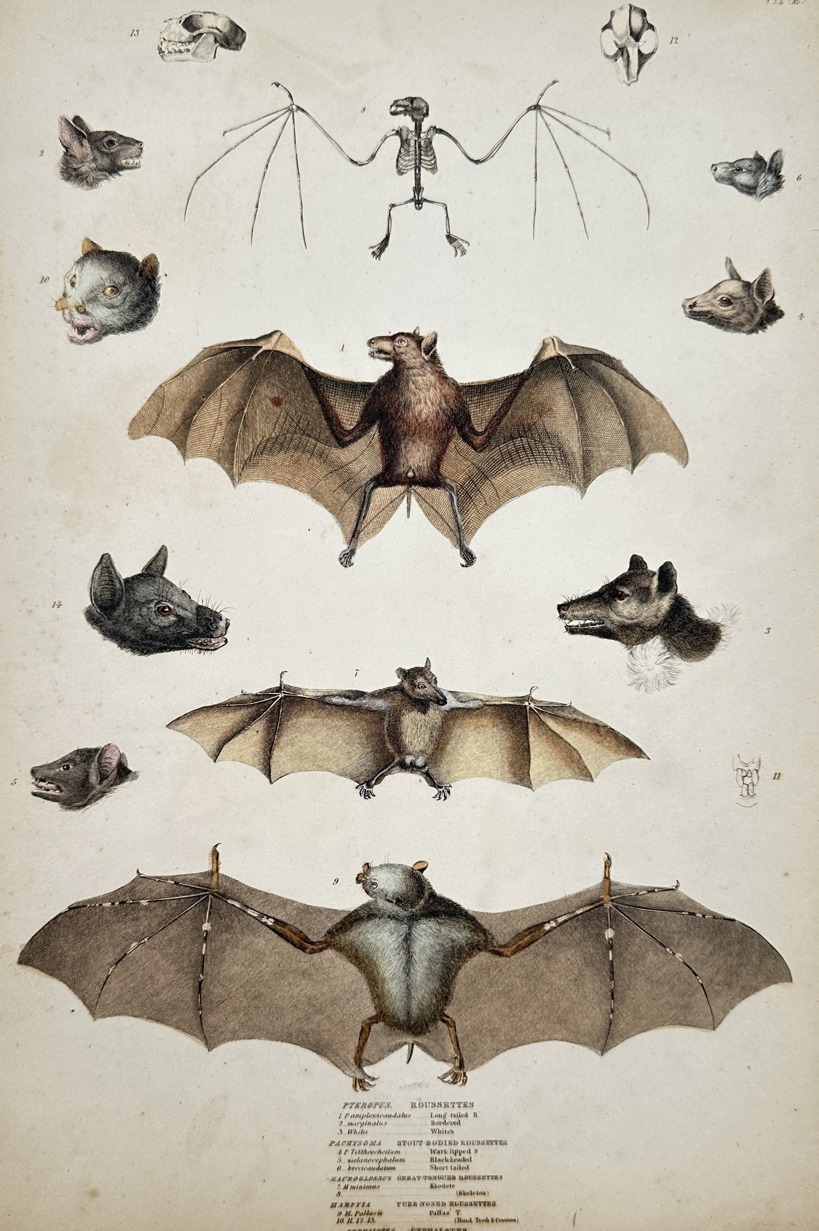 William MacGillivray (1796–1852) – Fruit-Bats and Roussettes – Hand-coloured Lithograph (1838) (1 of 2)