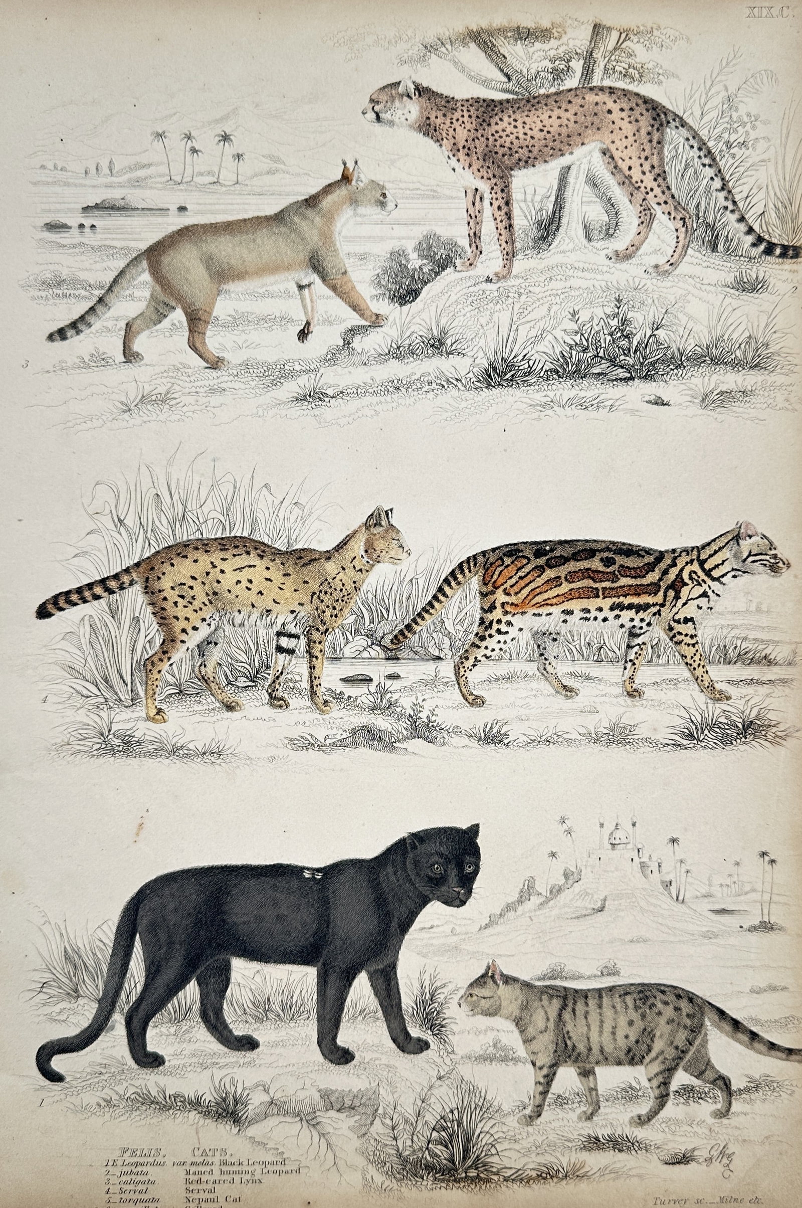 William MacGillivray (1796–1852) – Felis, Cats – Hand-coloured Lithograph (1838) (1 of 2)