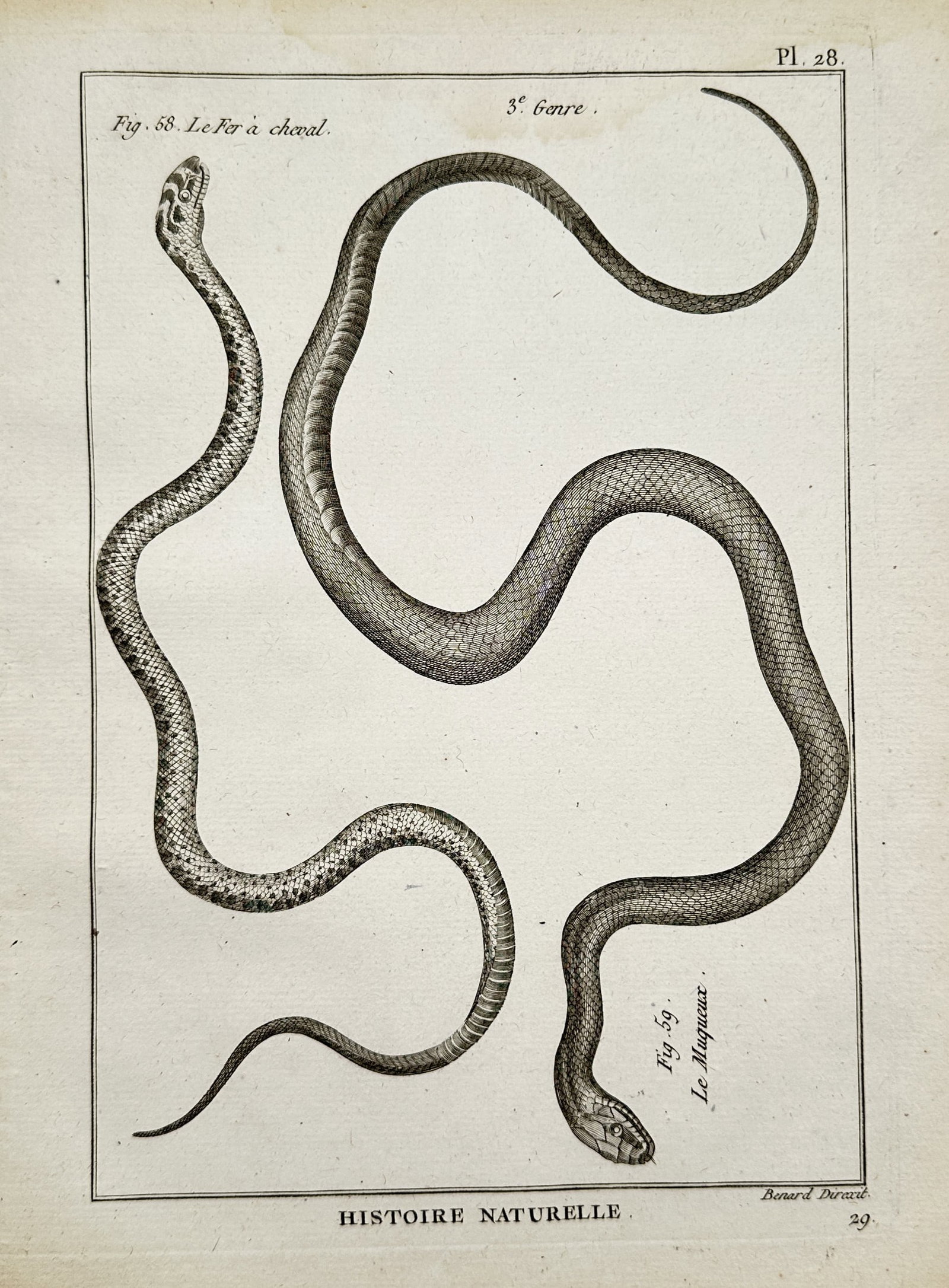 Robert Bénard (1734–1777) – The Horseshoe Snake and The Mucous Snake – Engraving (1788) (1 of 2)