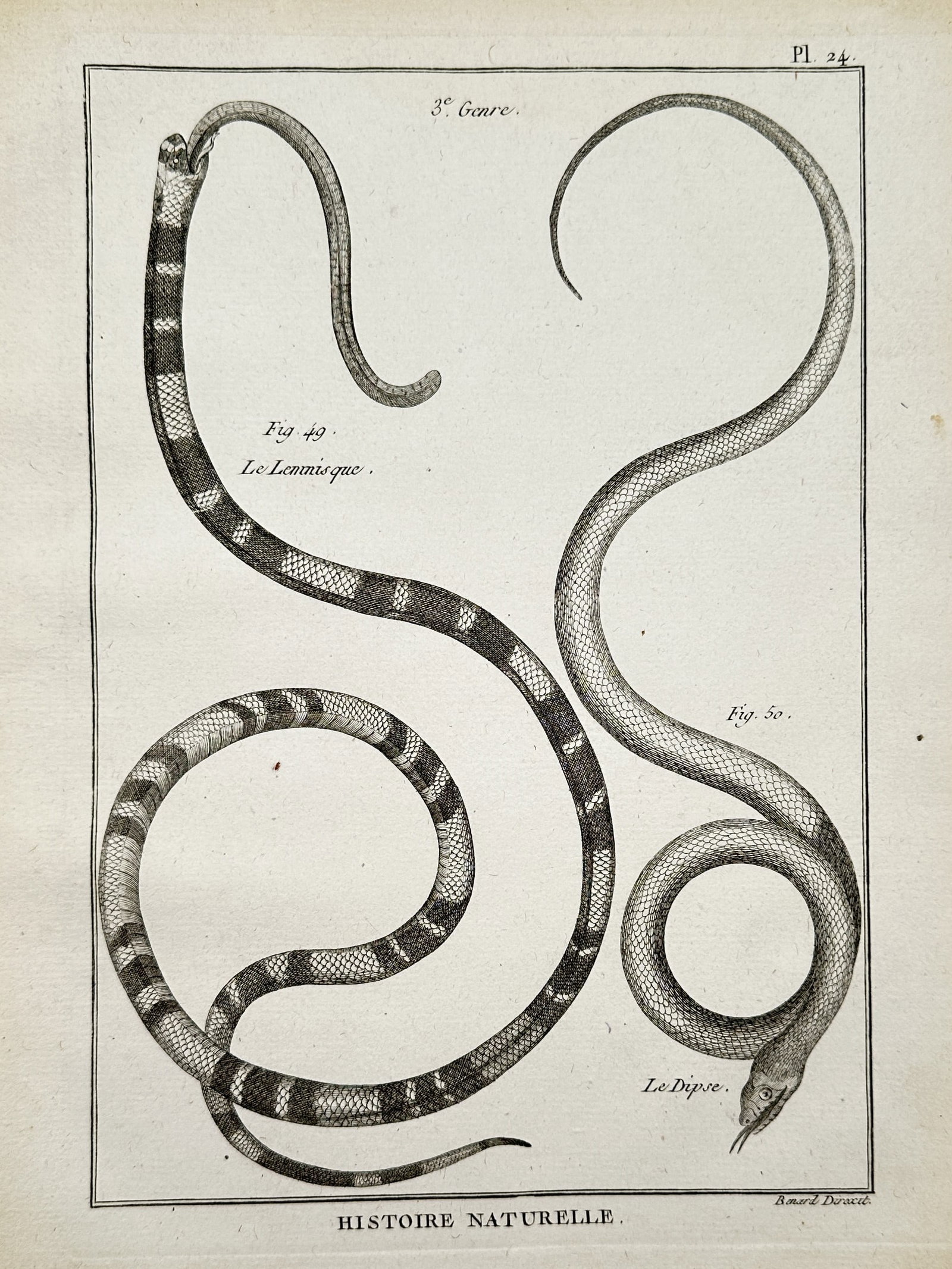Robert Bénard (1734–1777) – The Ribbon Snake and The Dipsas Snake – Engraving (1788) (1 of 2)
