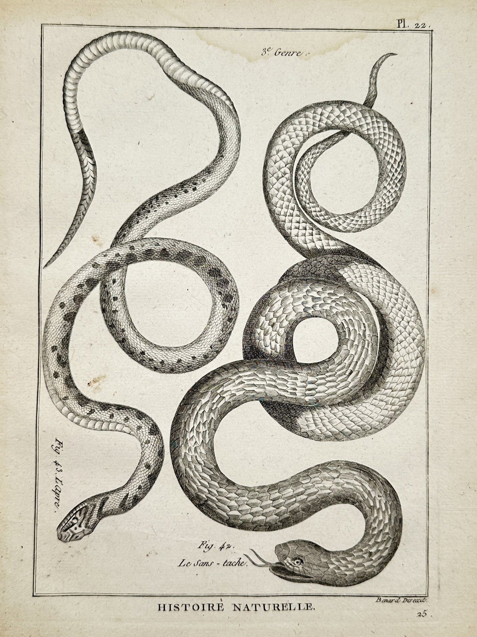 Robert Bénard (1734–1777) – The Viper Snake and The Spotless Snake – Engraving (1788) (1 of 2)