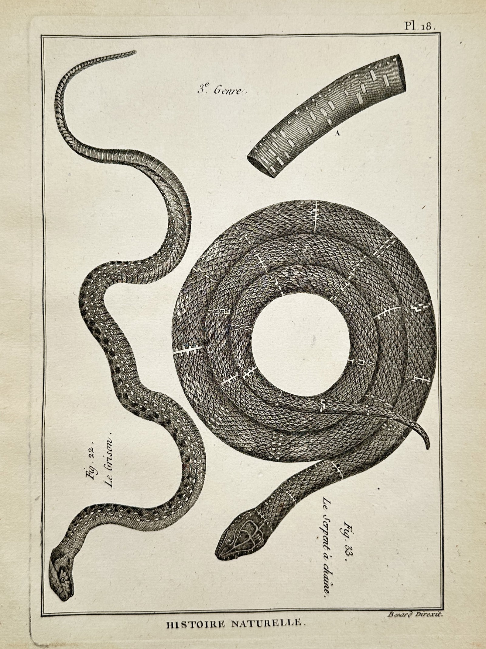 Robert Bénard (1734–1777) – The Grison Snake and The Chain Snake – Engraving (1788) (1 of 2)