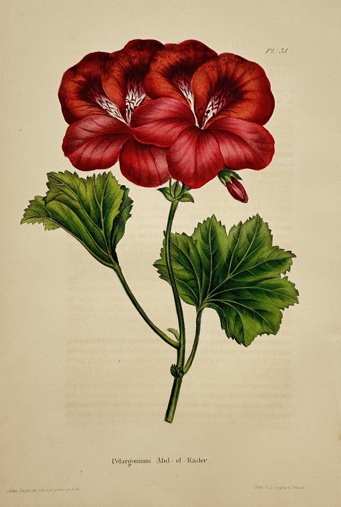 Charles Morren (1807–1858) – Pelargonium Abdel-el-Kader – Chromolithograph (1851) (1 of 2)