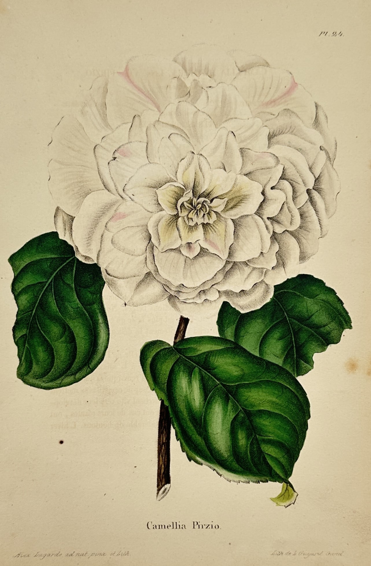Charles Morren (1807–1858) – Camellia Porzia – Chromolithograph (1851) (1 of 2)