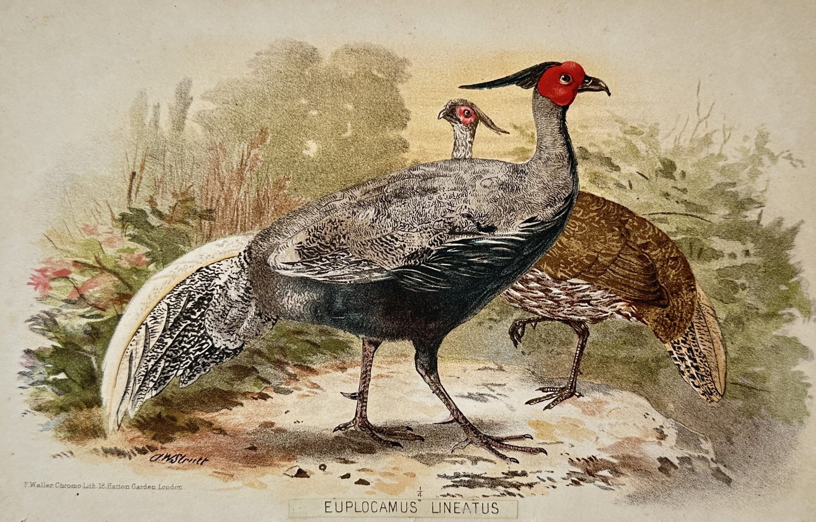 Alfred William Strutt (1856–1924) – Lineated Pheasant – Chromolithograph (circa 1880) (1 of 2)