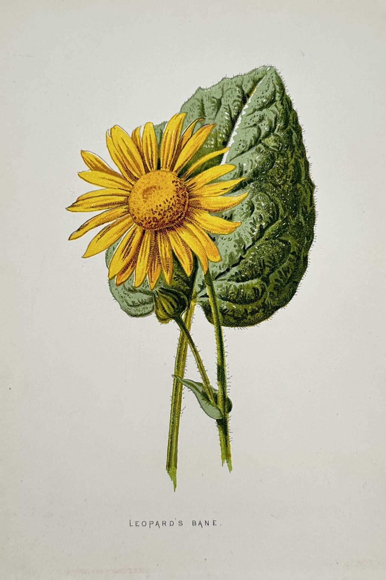 Frederick Edward Hulme (1841–1909) – Leopard's Bane – Chromolithograph (circa 1880s) (1 of 2)