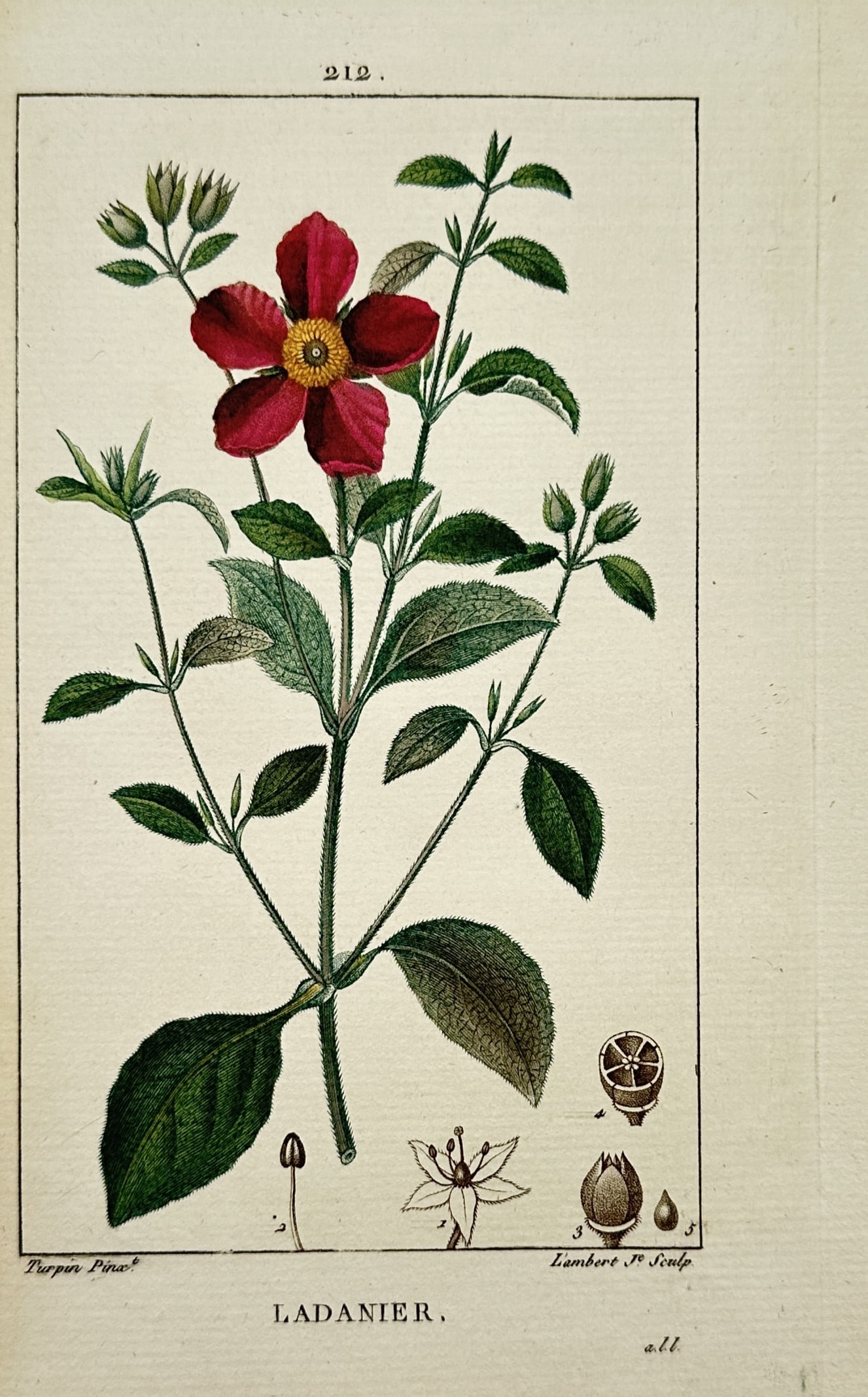 Pierre Jean François Turpin (1775–1840) – Ladanier – Hand-coloured Stipple Engraving (1 of 2)