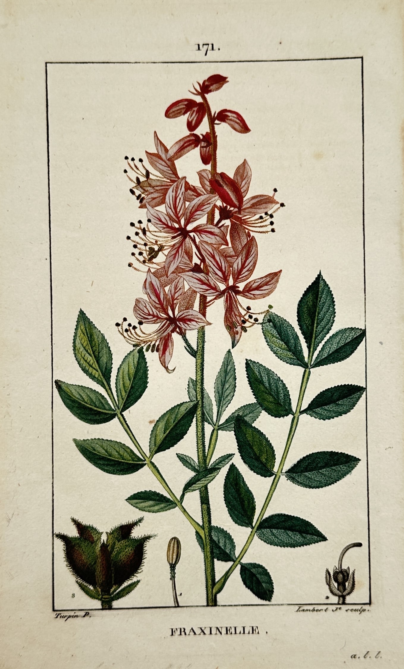 Pierre Jean François Turpin (1775–1840) – Fraxinelle – Hand-coloured Stipple Engraving (1 of 2)