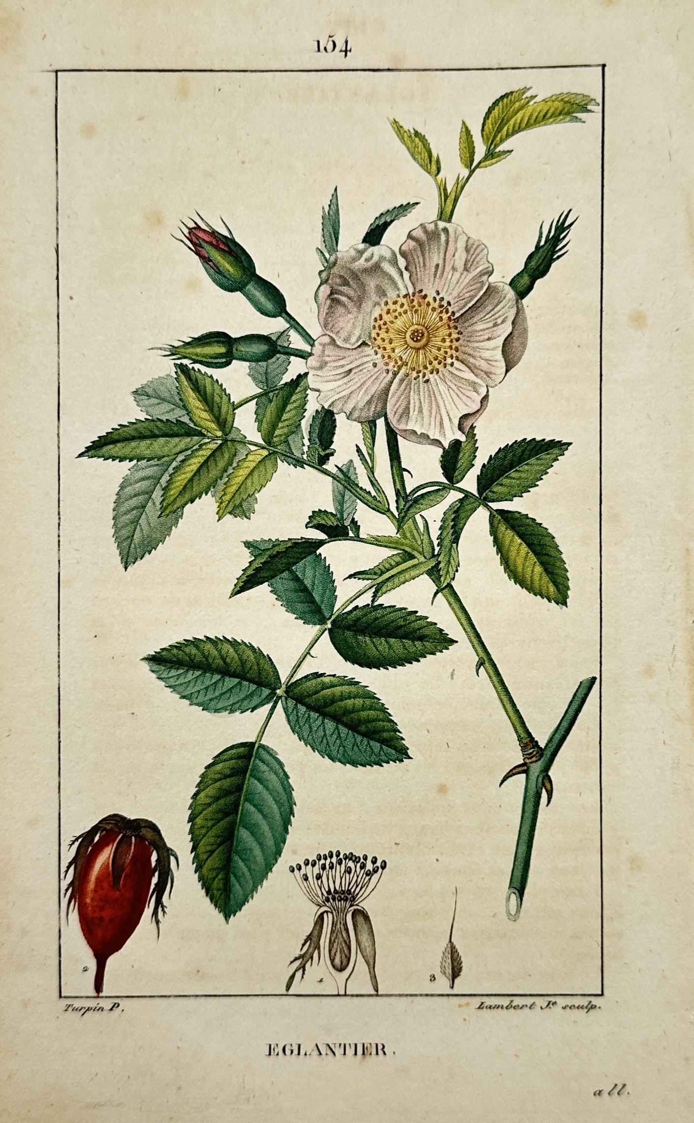 Pierre Jean François Turpin (1775–1840) – Églantier – Hand-coloured Stipple Engraving (1 of 2)