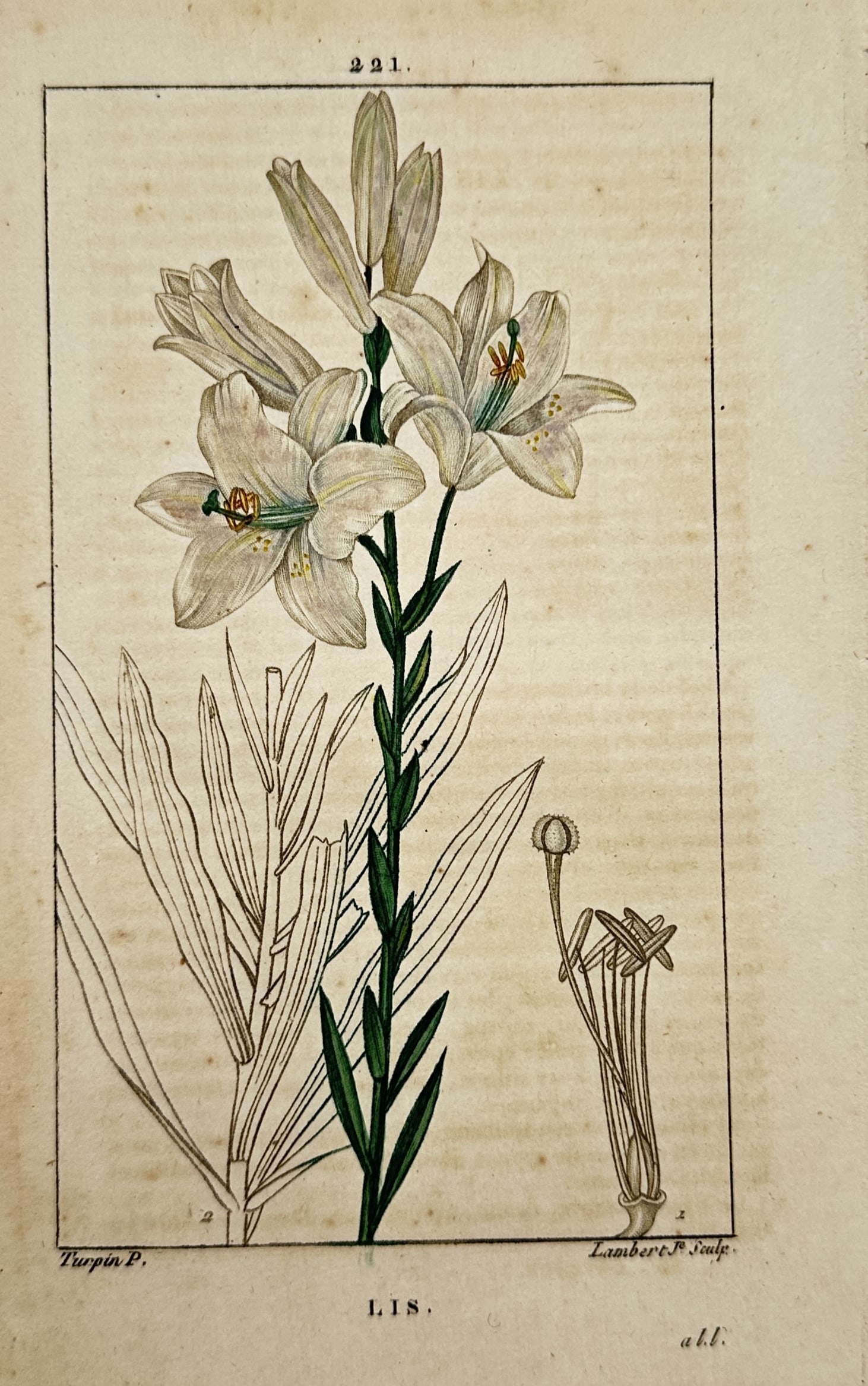Pierre Jean François Turpin (1775–1840) – Lis – Hand-coloured Stipple Engraving (1 of 2)