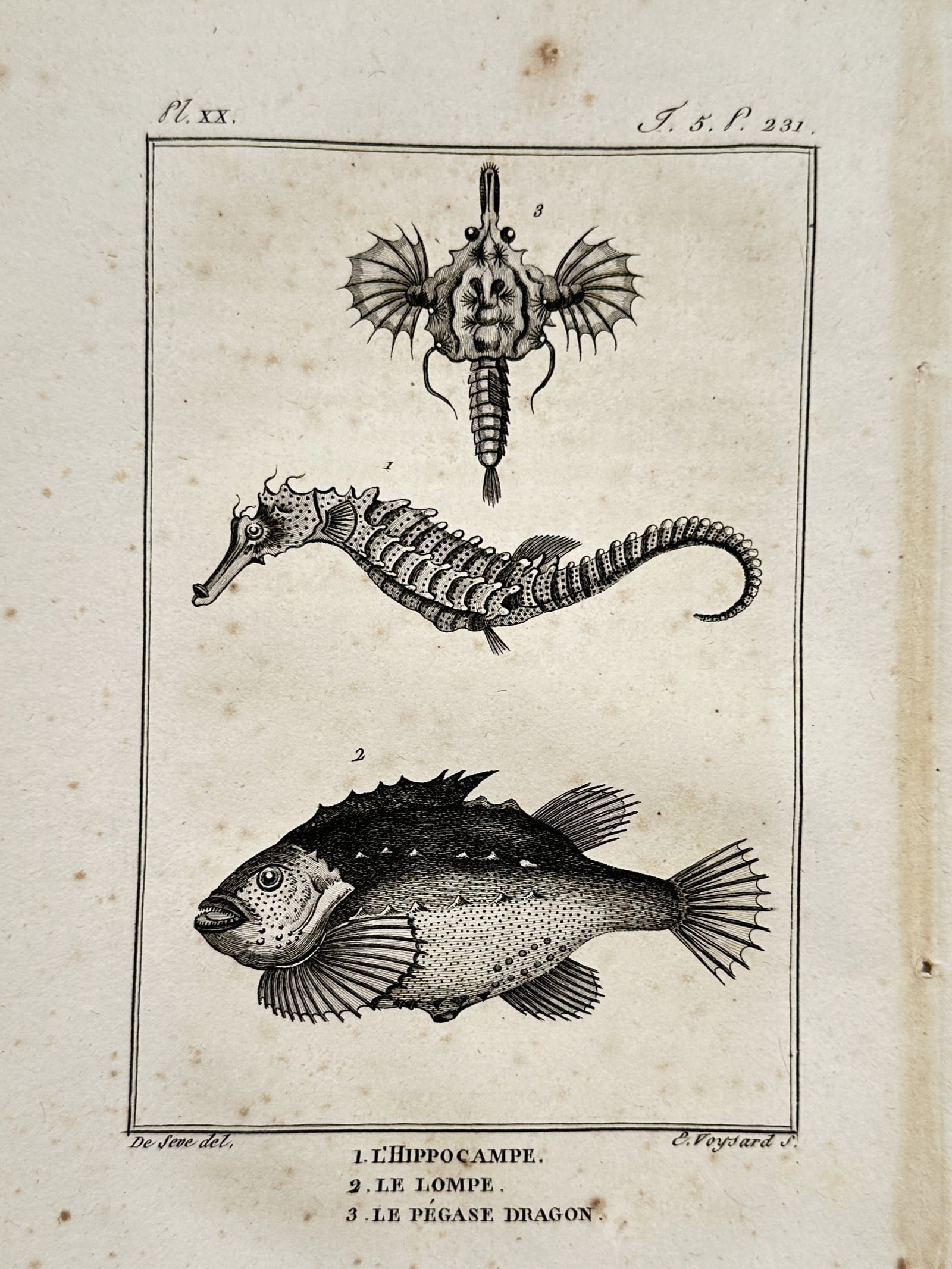Georges-Louis Leclerc, Comte de Buffon – The Seahorse, The Lumpsucker, and The Dragon (1 of 2)