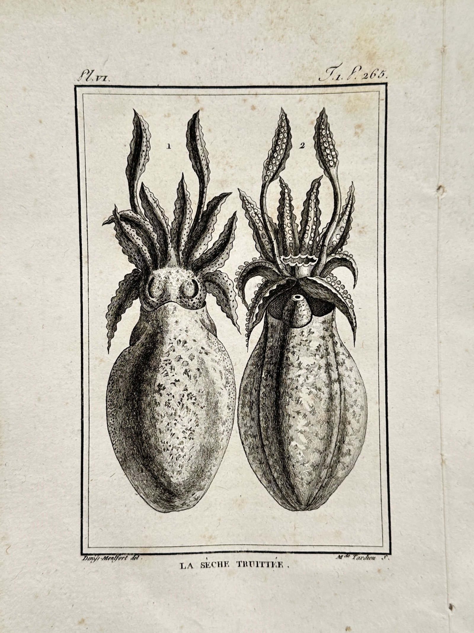 Georges-Louis Leclerc, Comte de Buffon – The Speckled Cuttlefish – Engraving (circa 1770–1780): "La Sèche Truittée" illustrates two detailed dorsal and ventral anatomical views of a speckled cuttlefish (Sepia officinalis), side by side, showcasing its unique textured mantle, undulating fins, a
