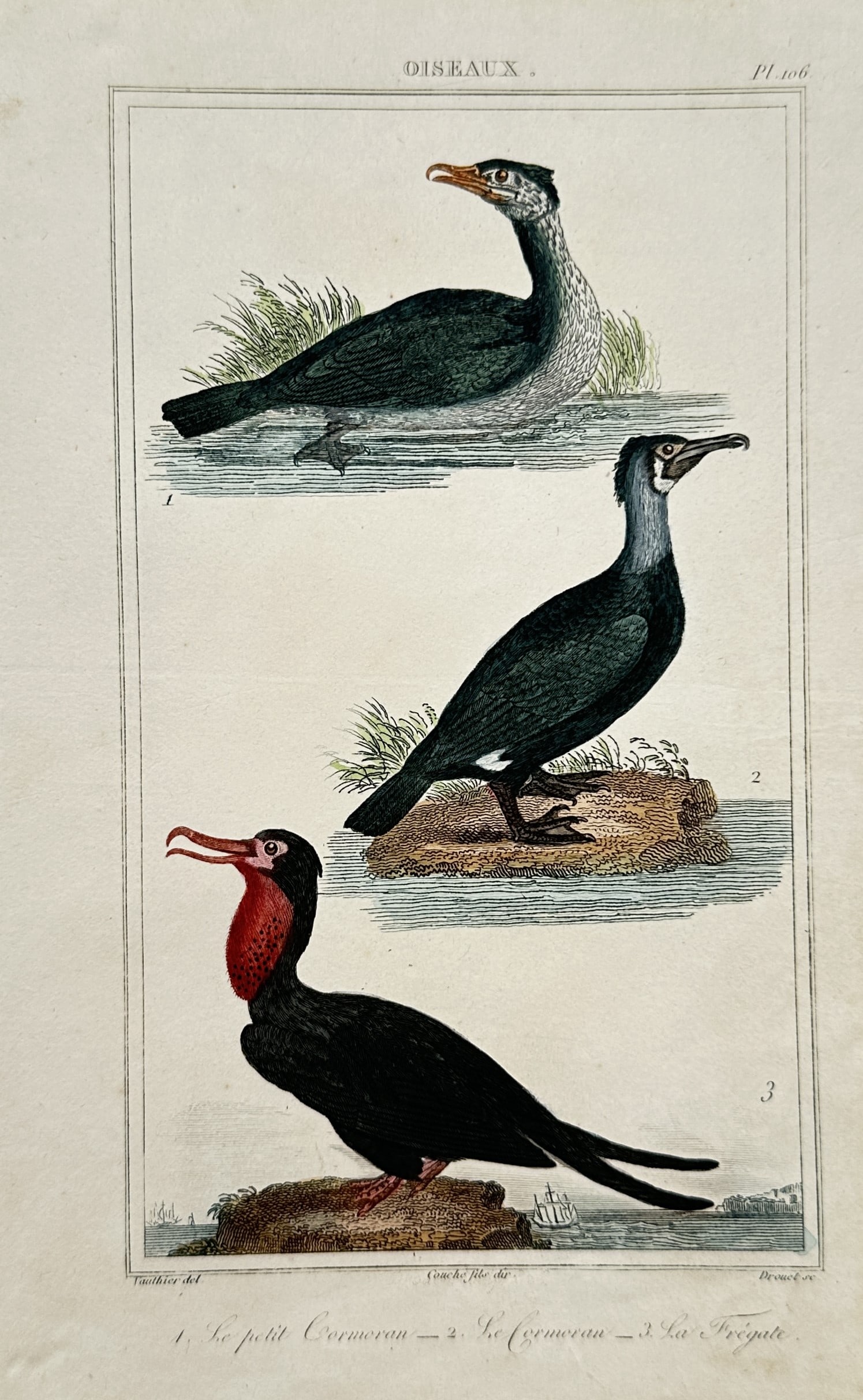 Georges-Louis Leclerc, Comte de Buffon – The Little Cormorant, The Cormorant, and The Frigatebird (1 of 2)