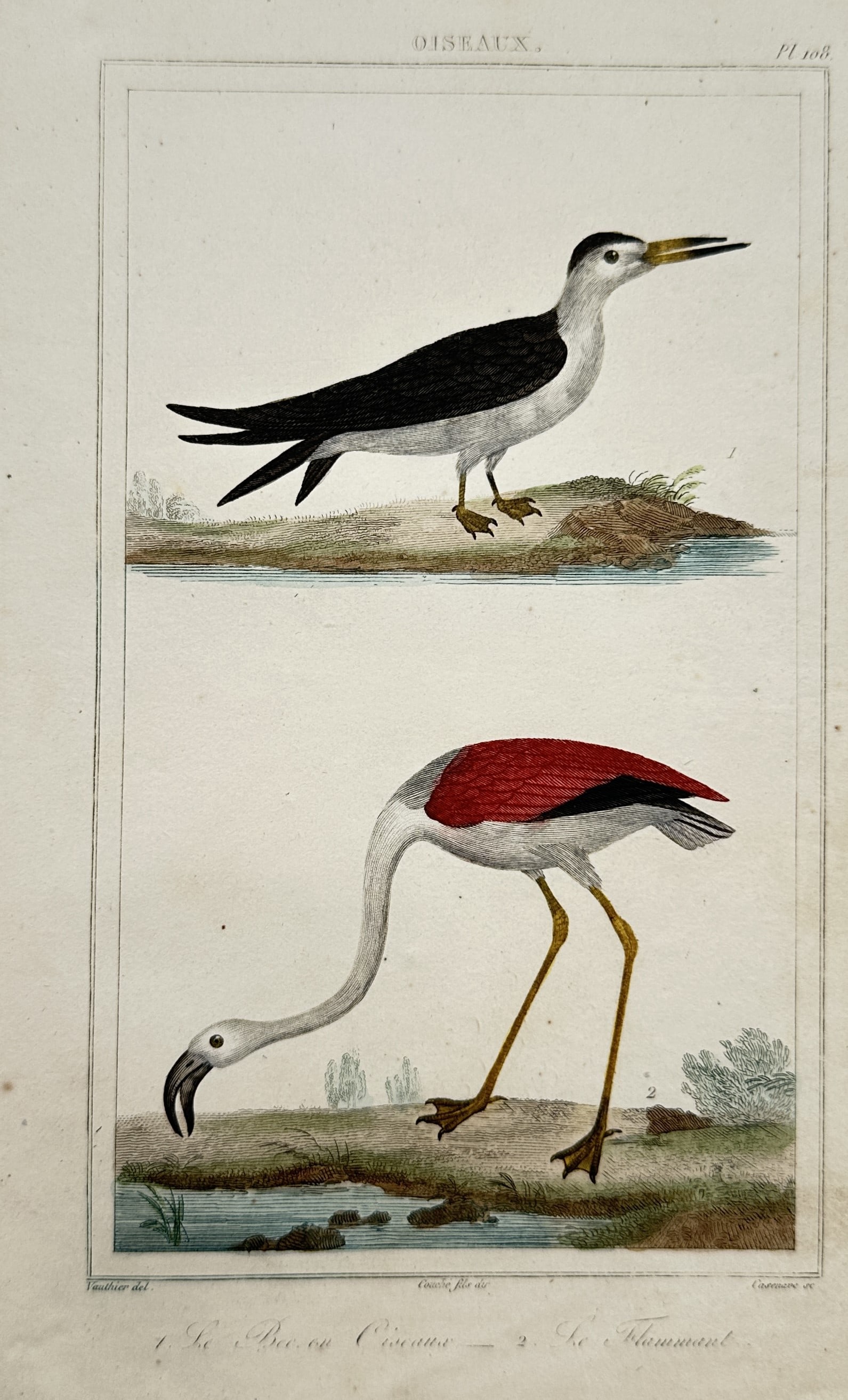 Georges-Louis Leclerc, Comte de Buffon – The Skimmer and The Flamingo (1 of 2)