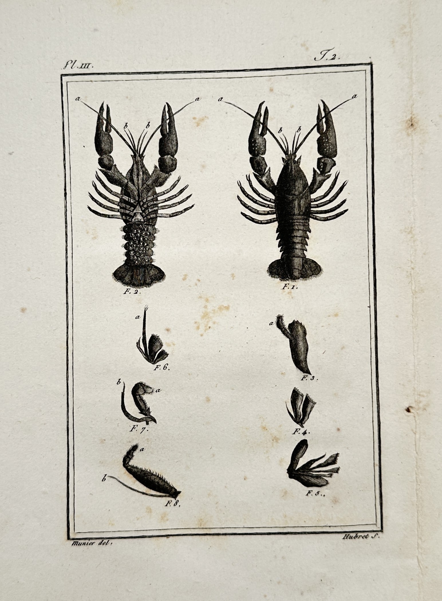 Georges-Louis Leclerc, Comte de Buffon – Crayfish Anatomy – Engraving (circa 1770–1780): "Pl. III. T. 2." illustrates the detailed anatomy of a crayfish, displaying two full-body figures side by side showing the ventral (left) and dorsal (right) structures of the crustacean with its exten