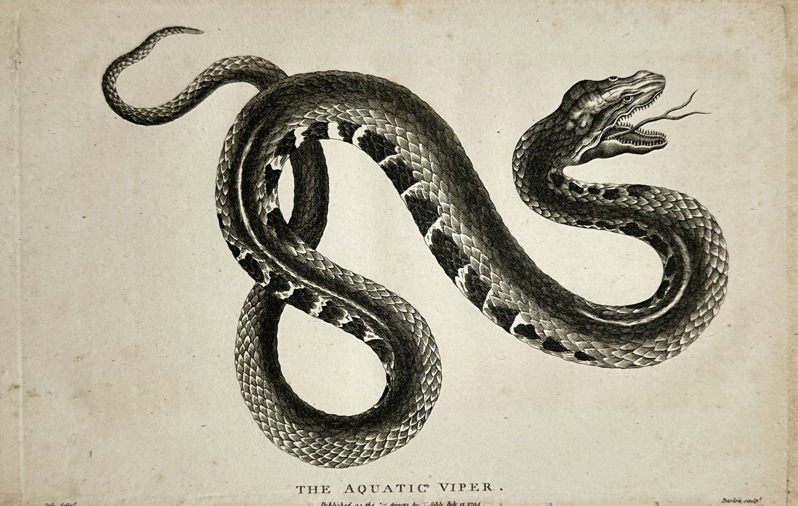 John Barlow (act. 1791–1810) – The Aquatic Viper – Engraving (1794) (1 of 2)