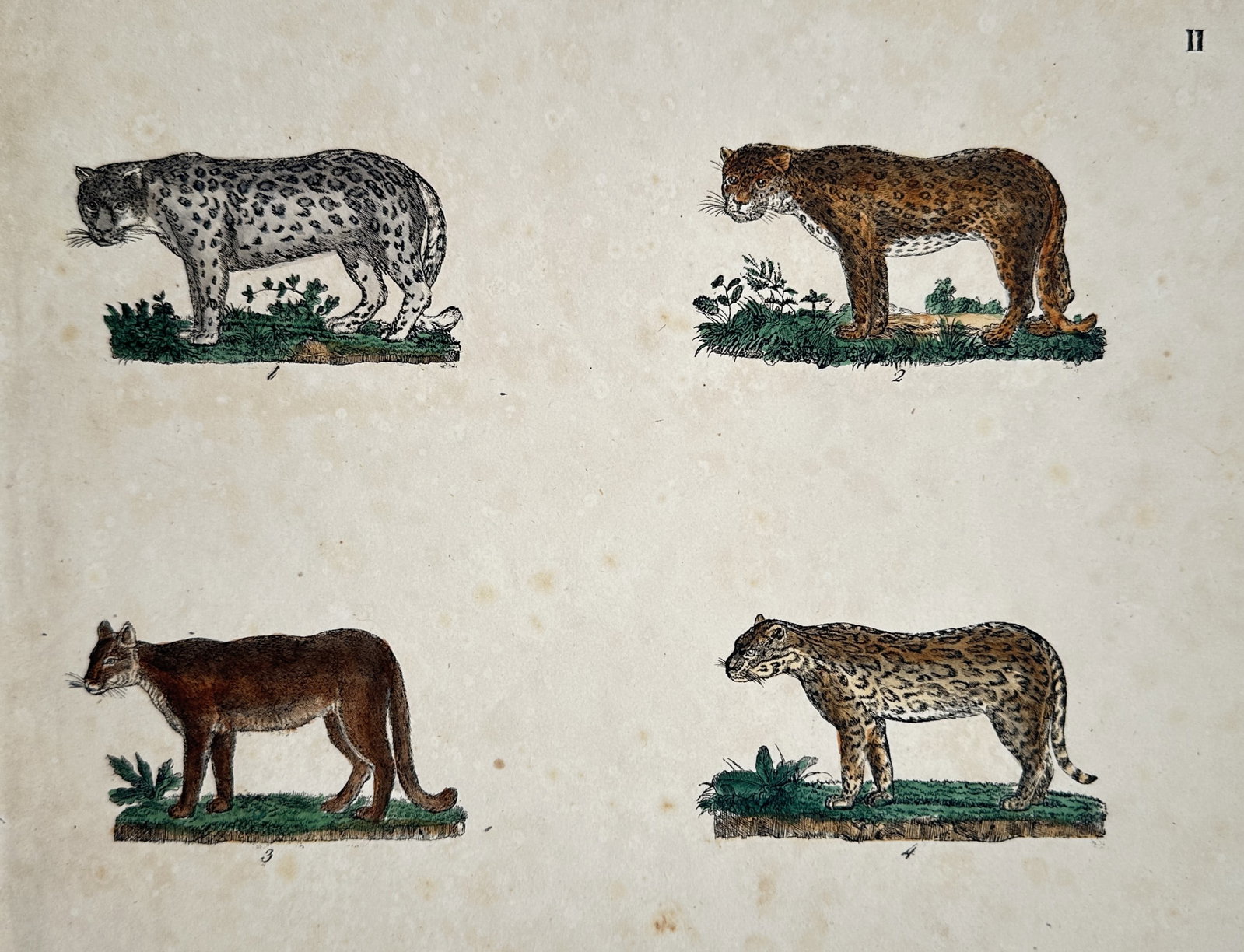 Friedrich Justin Bertuch – Big Cats (Panther, Jaguar, Puma, and Ocelot) – Hand-coloured: "II" illustrates four prominent wild felines arranged in a quadrant on a single sheet, each depicted in profile standing on a small patch of grassy ground. The upper left captures a spotted panther or
