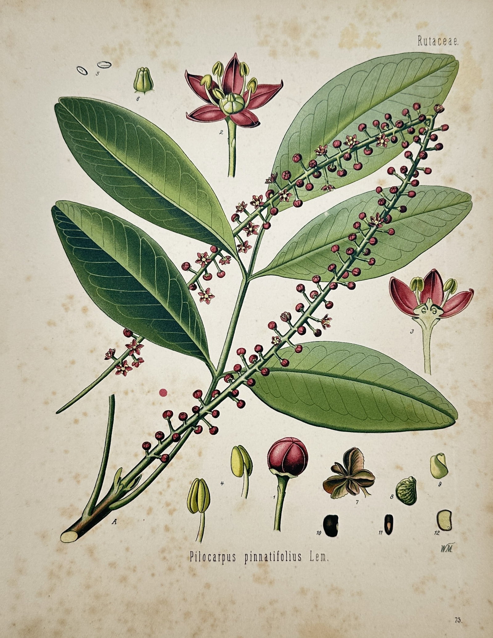 Hermann Adolph Köhler (1834–1879) – Pilocarpus pinnatifolius Lem. – Chromolithograph (1887) (1 of 2)