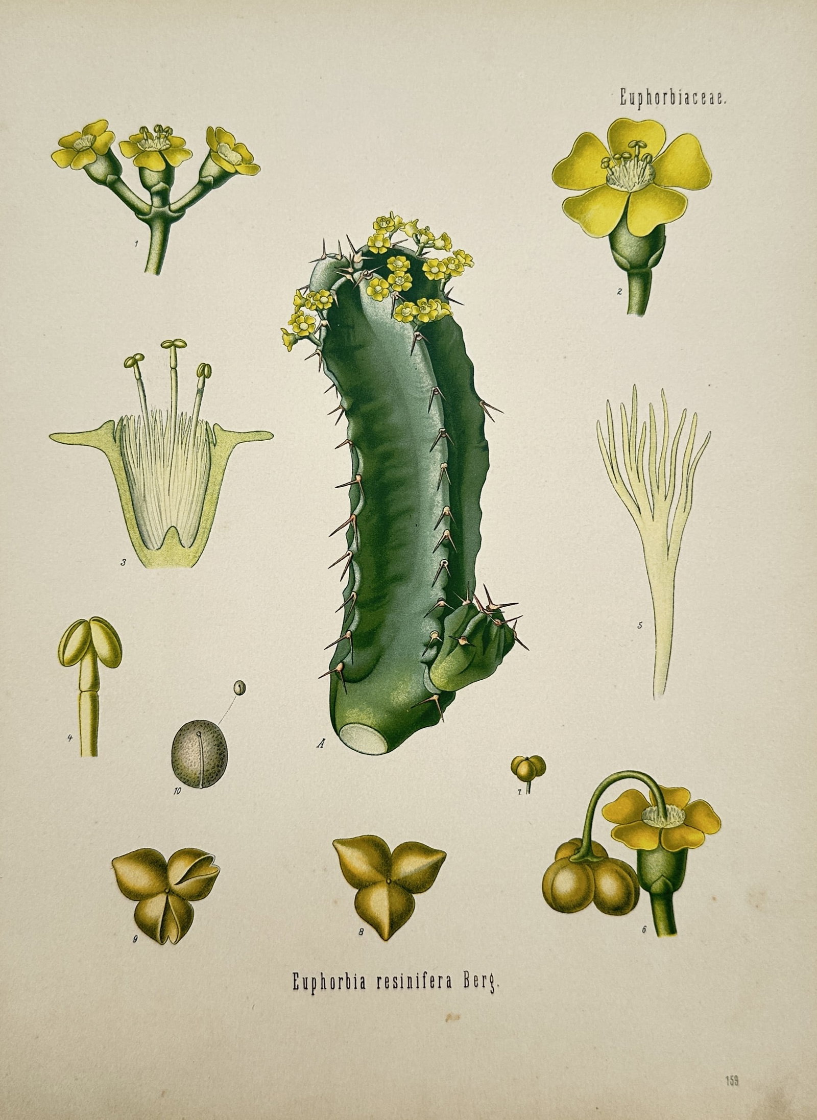 Hermann Adolph Köhler (1834–1879) – Euphorbia resinifera Berg. – Chromolithograph (1887) (1 of 2)