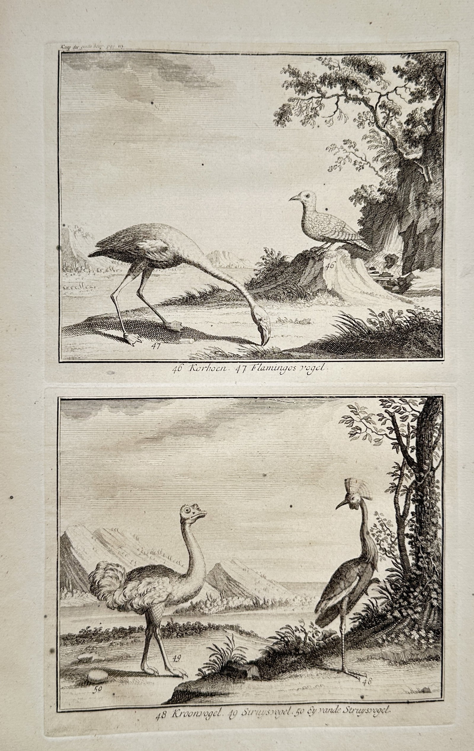 François Valentijn (1666–1727) – Exotic Birds (Flamingo, Ostrich, and Crane) – Engraving (1 of 2)