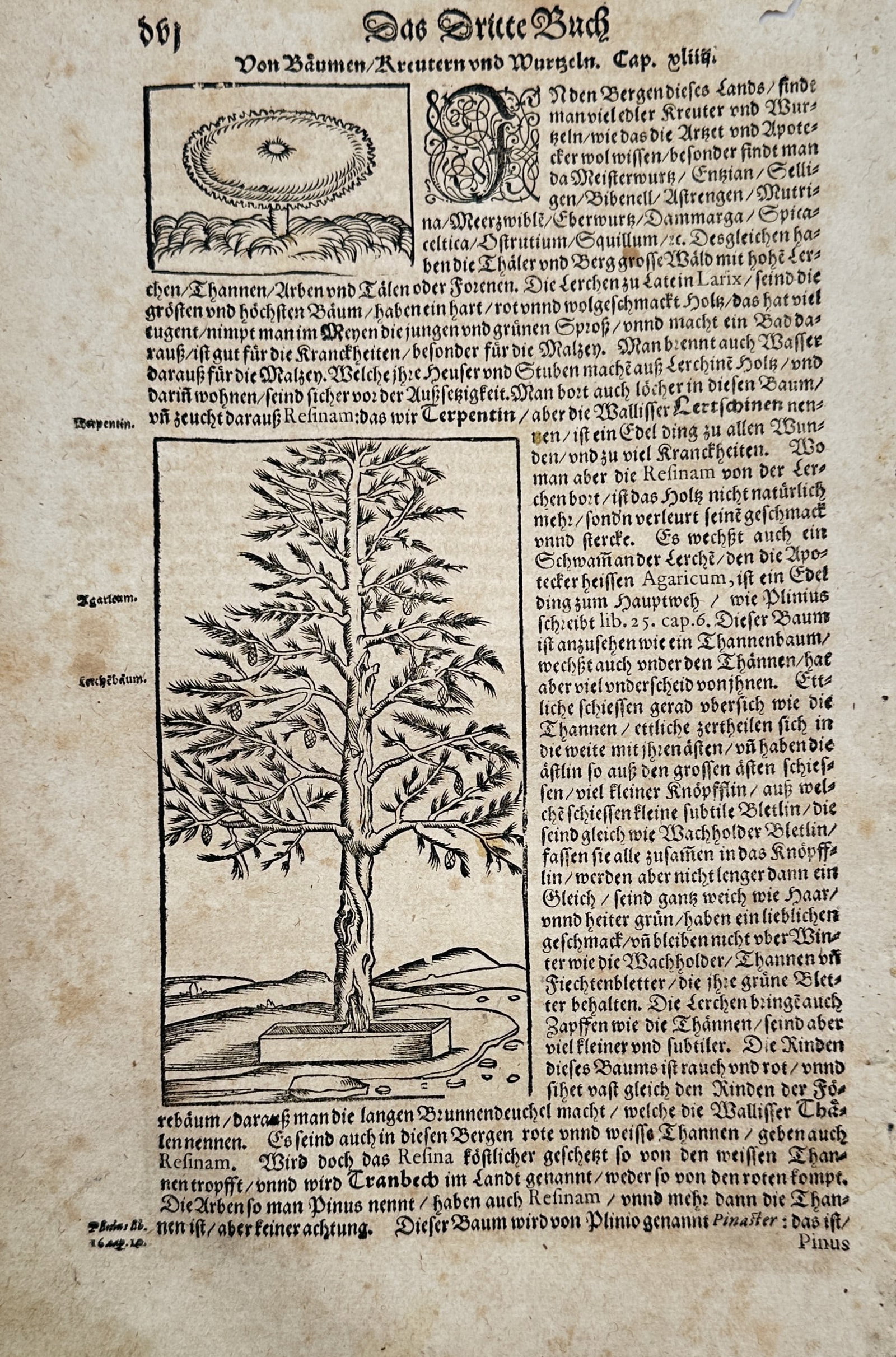 Sebastian Münster (1488–1552) – Larch Tree and Resinous Growth – Woodcut (circa 1544–1578) (1 of 2)