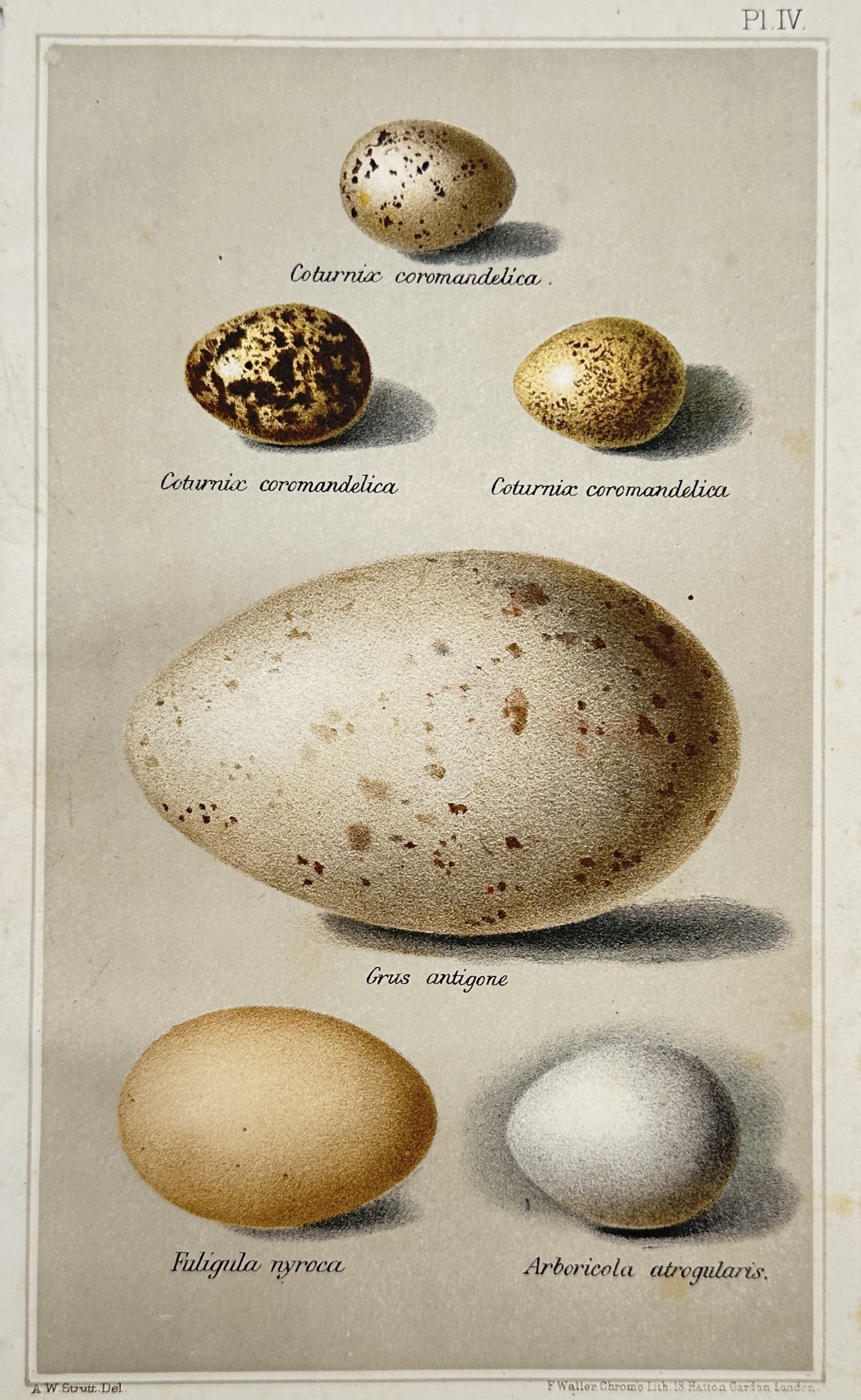 Alfred William Strutt (1856–1924) – Bird Eggs of India – Chromolithograph (circa 1889–1890) (1 of 2)