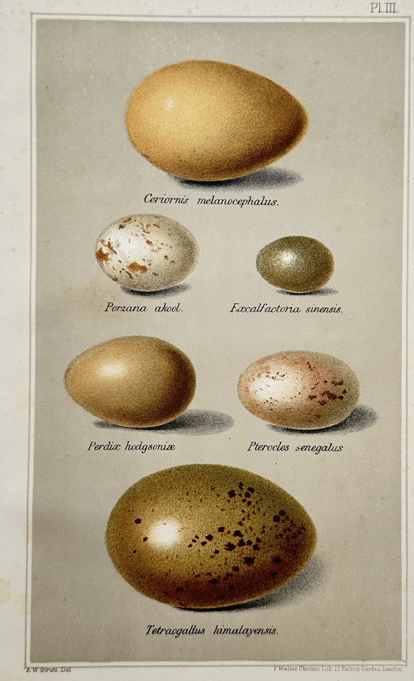 Alfred William Strutt (1856–1924) – Bird Eggs of India – Chromolithograph (circa 1889–1890) (1 of 2)