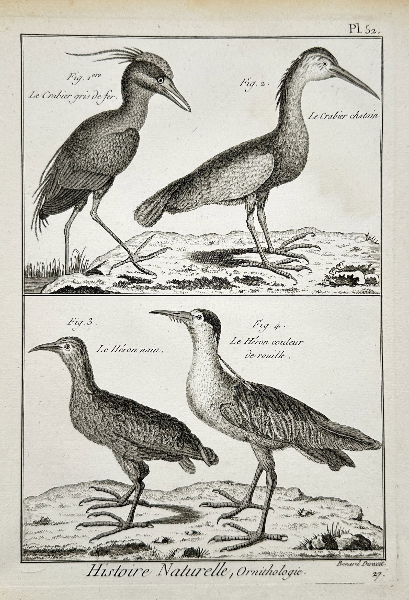 Robert Bénard (1734–1777) – Herons and Bitterns – Engraving (circa 1768–1788) (1 of 2)