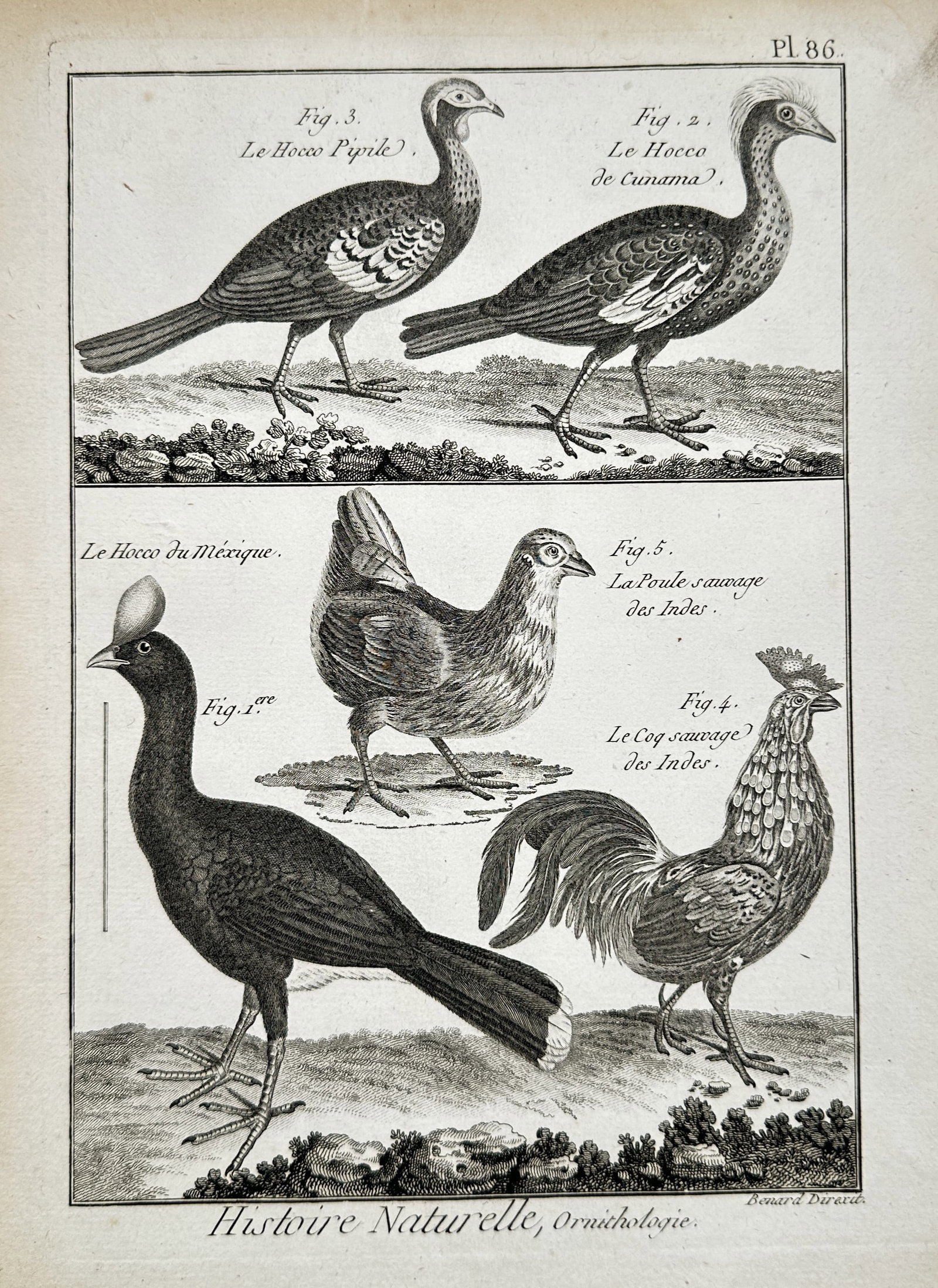 Robert Bénard (1734–1777) – Curassows and Wild Fowl – Engraving (circa 1768–1788) (1 of 2)