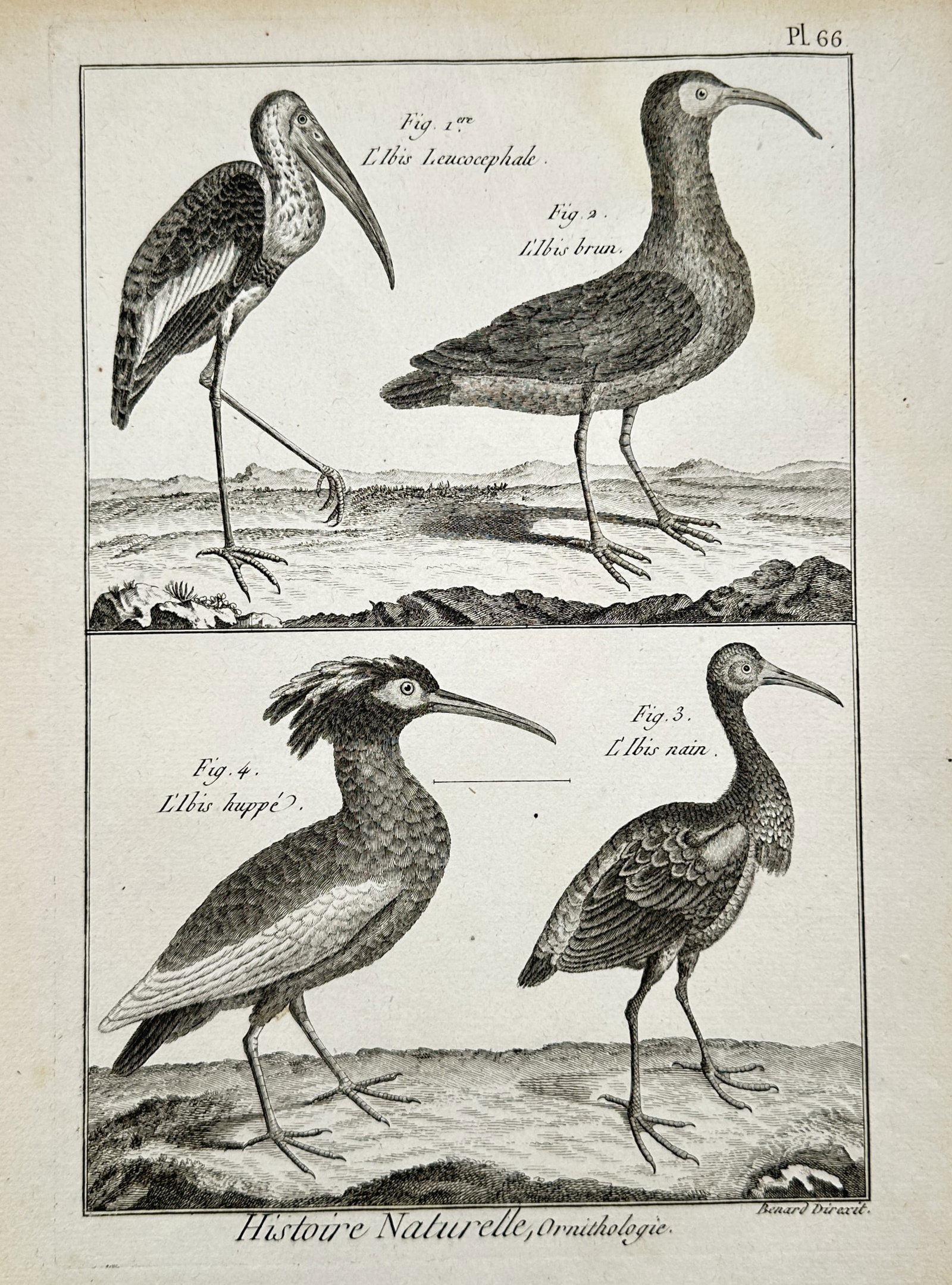 Robert Bénard (1734–1777) – Ibises and Crested Wading Birds – Engraving (circa 1768–1788) (1 of 2)
