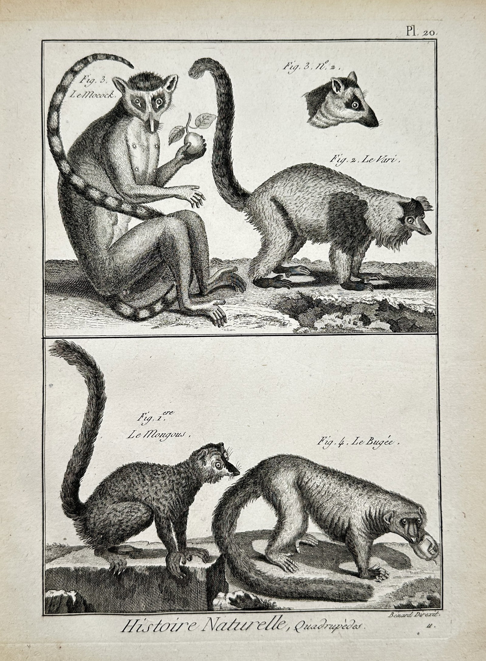 Robert Bénard (1734–1777) – Lemurs and Prosimians – Engraving (circa 1768–1788) (1 of 2)