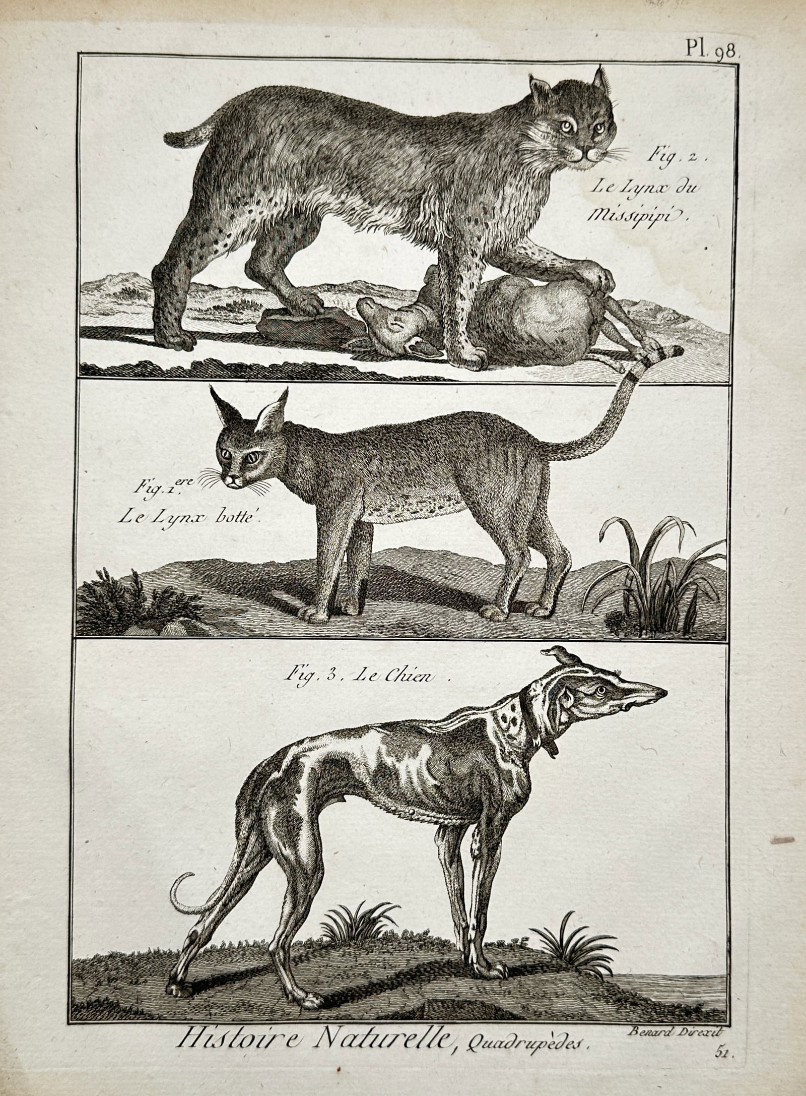 Robert Bénard (1734–1777) – Lynxes and Canines – Engraving (circa 1768–1788) (1 of 2)