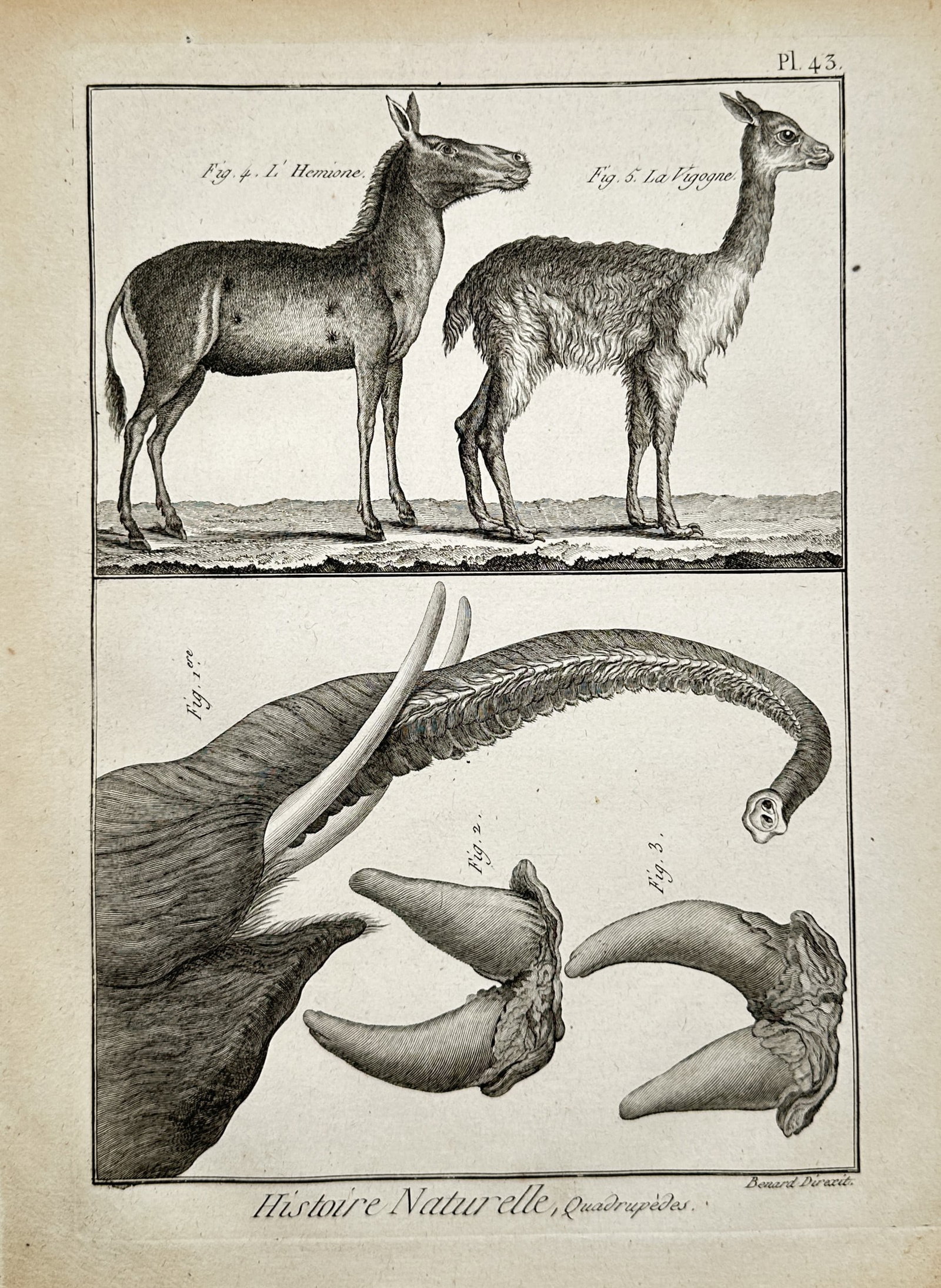 Robert Bénard (1734–1777) – Wild Equines, Camelids and Elephant Anatomy – Engraving (1 of 2)