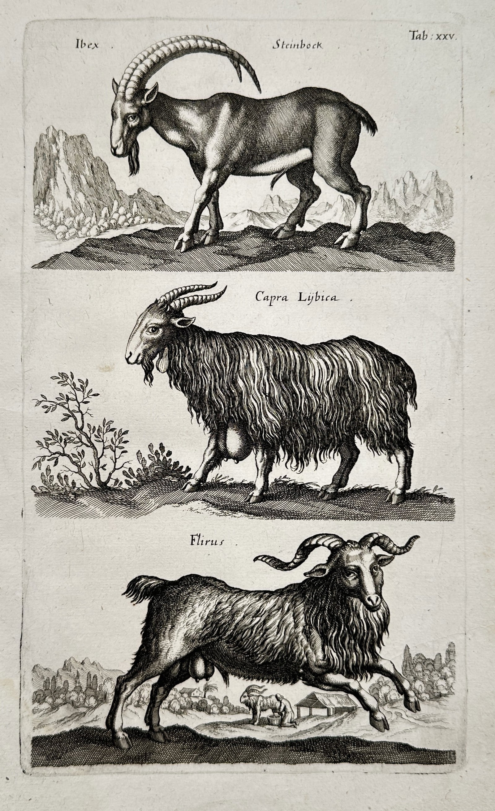 Joannes Jonstonus (1603–1675) – Ibex and Caprine Varieties – Engraving (circa 1650–1653) (1 of 2)