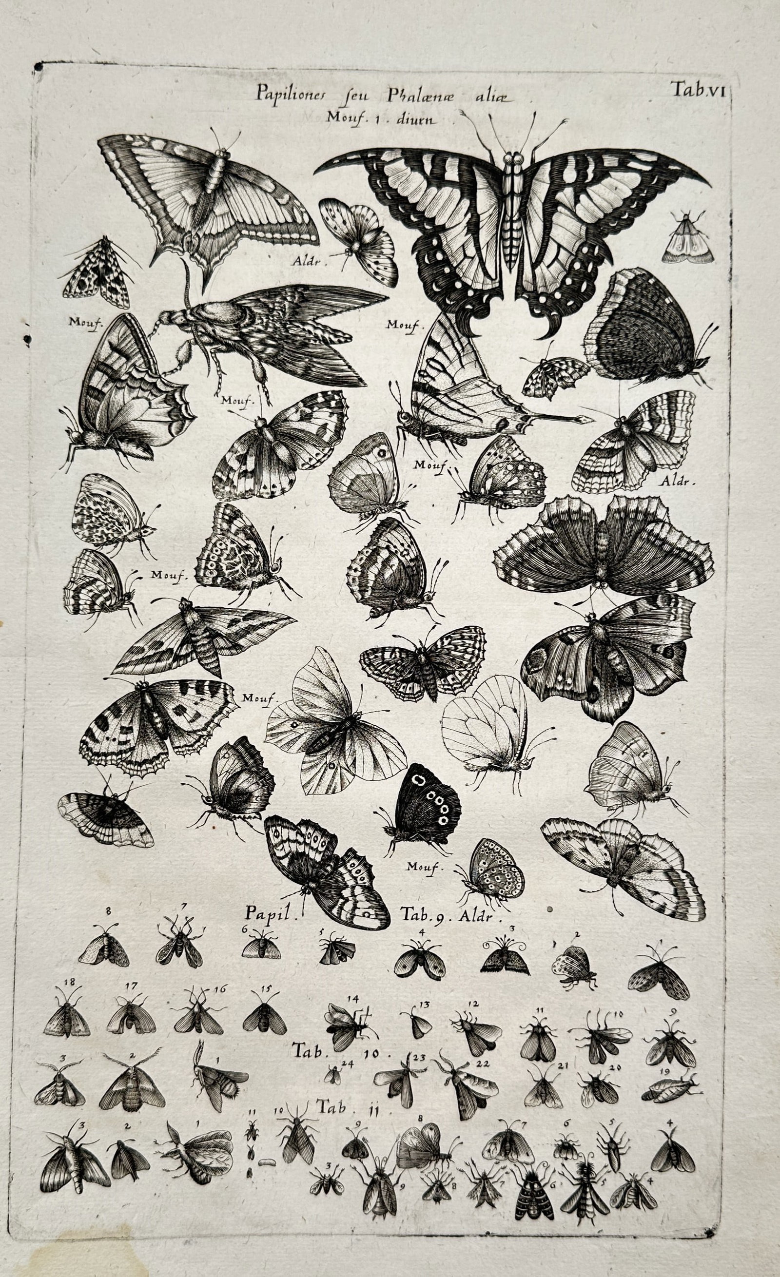 Joannes Jonstonus (1603–1675) – Butterflies and Moths – Engraving (circa 1650–1653): "Papiliones seu Phalanae aliae" illustrates a scientific entomological study displaying an extensive collection of butterflies and moths systematically arranged across the sheet. The upper section is 