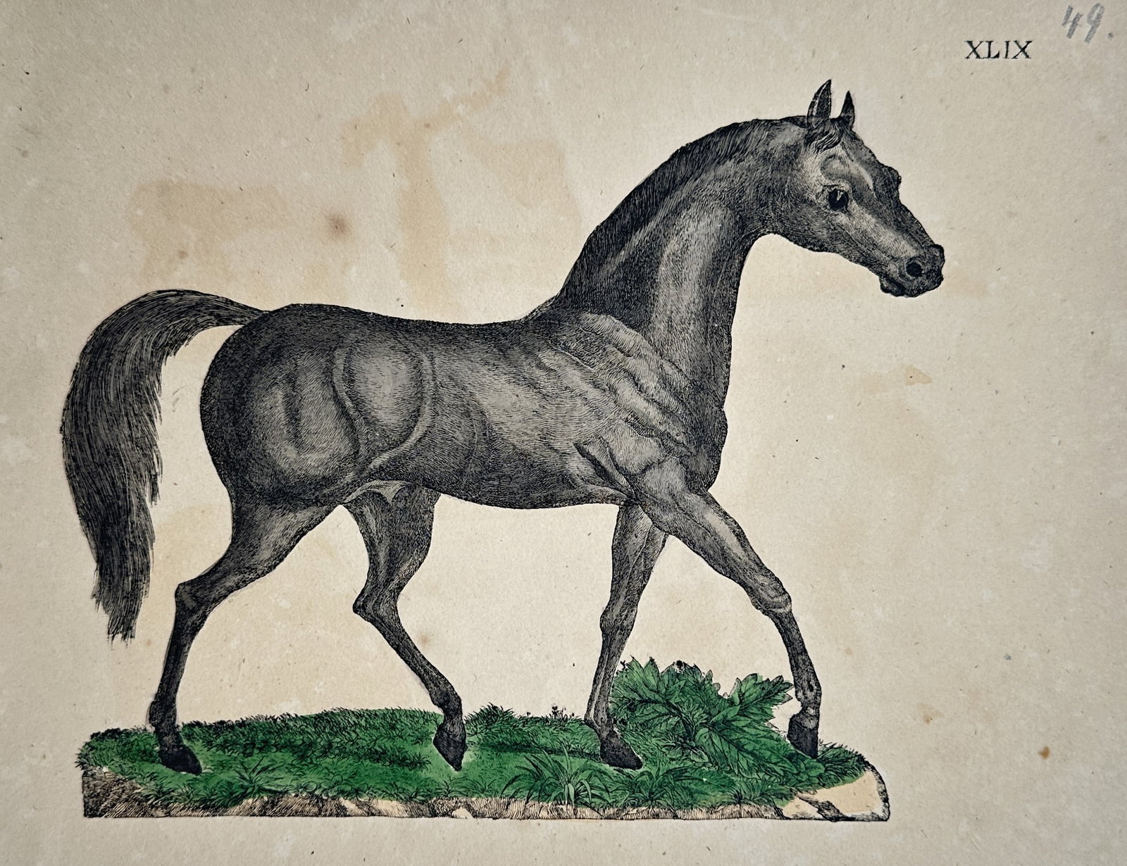 Friedrich Justin Bertuch – Study of an Arabian Horse – Hand-coloured Engraving (circa (1 of 2)
