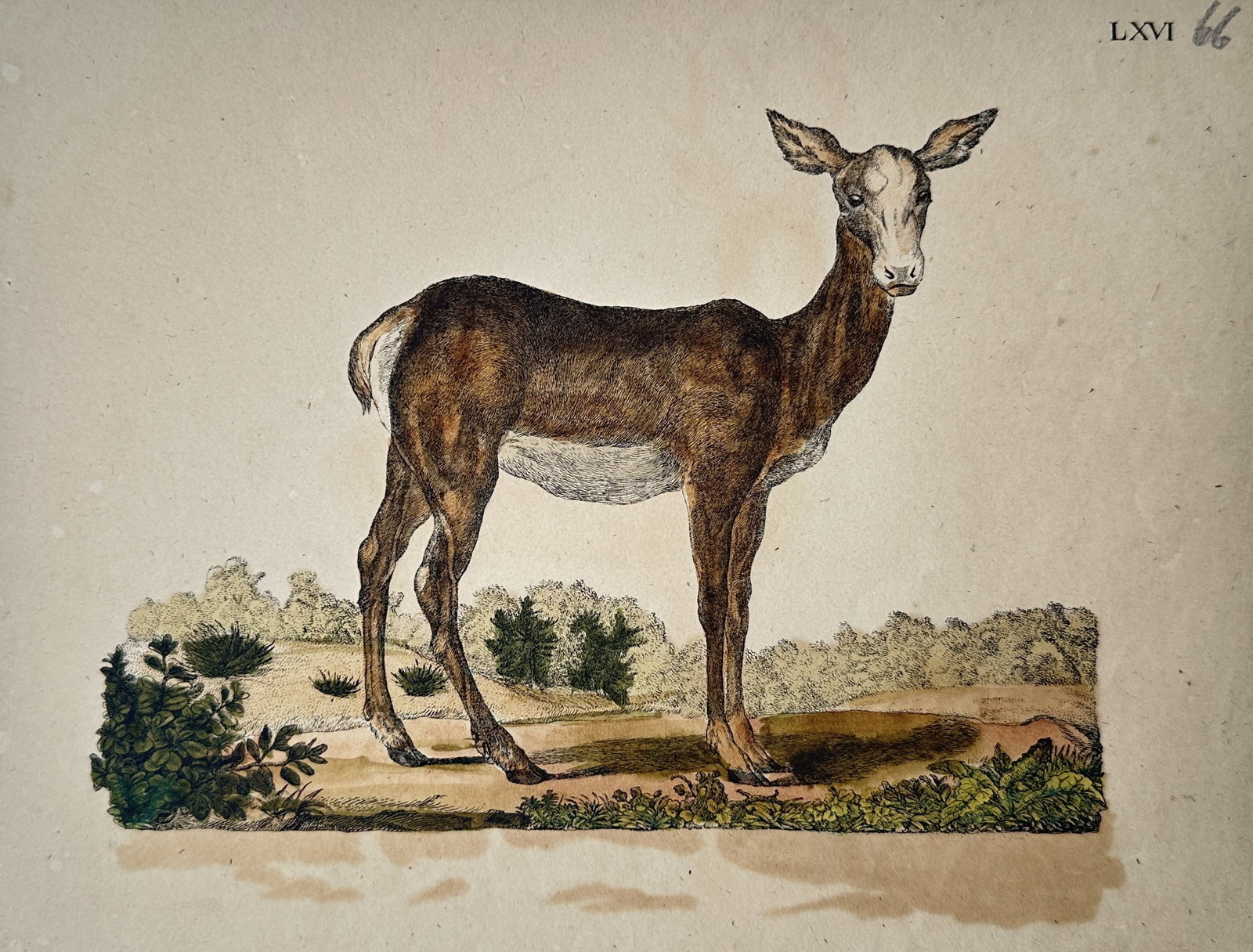 Friedrich Justin Bertuch – Study of a Hind – Hand-coloured Engraving (circa 1790–1830) (1 of 2)