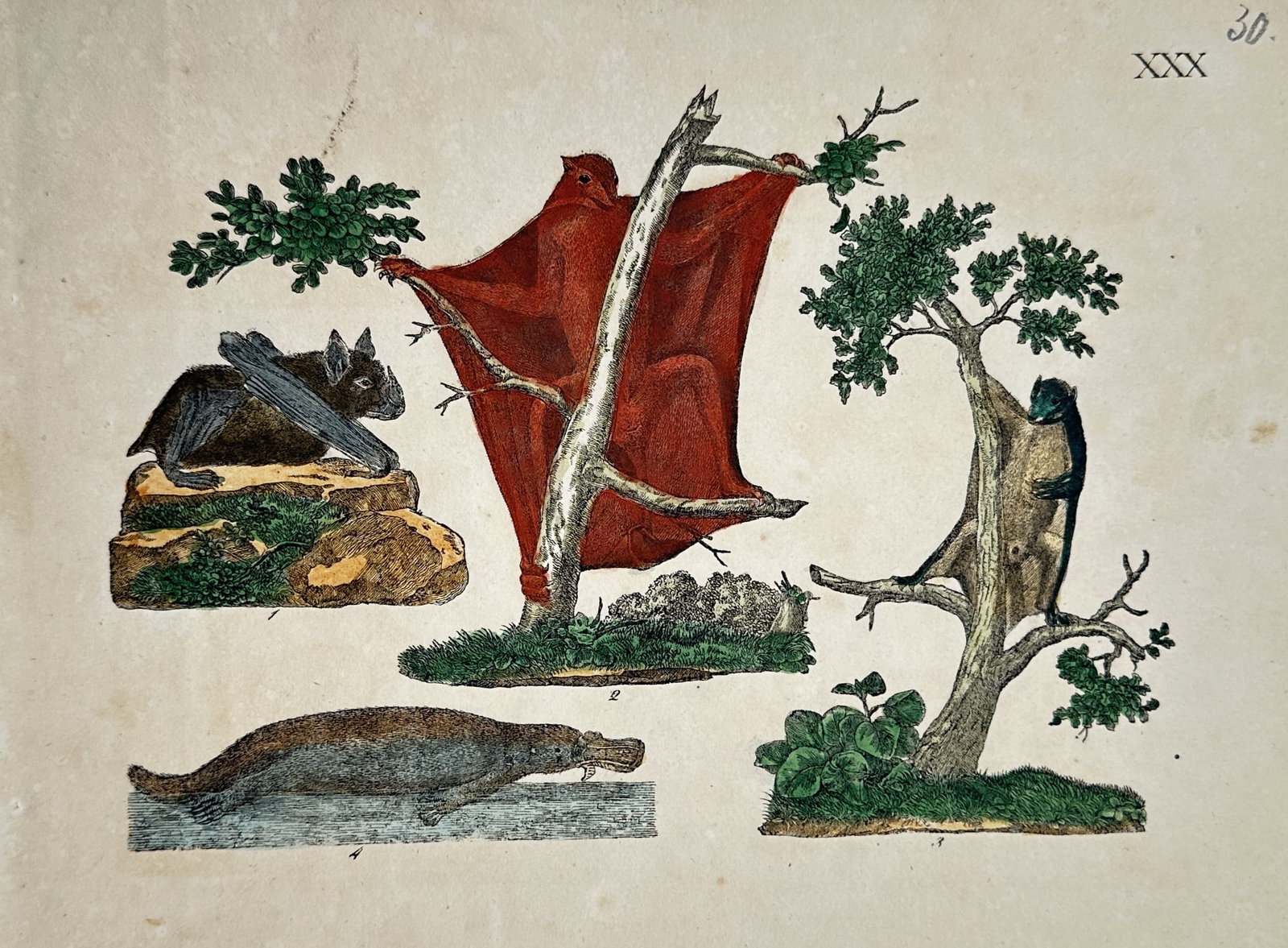 Friedrich Justin Bertuch – Study of Flying Mammals and a Platypus – Hand-coloured Engraving (1 of 2)