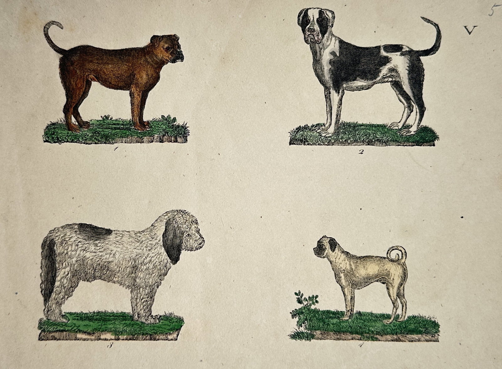Friedrich Justin Bertuch – Study of Domestic Dog Breeds – Hand-coloured Engraving (1 of 2)