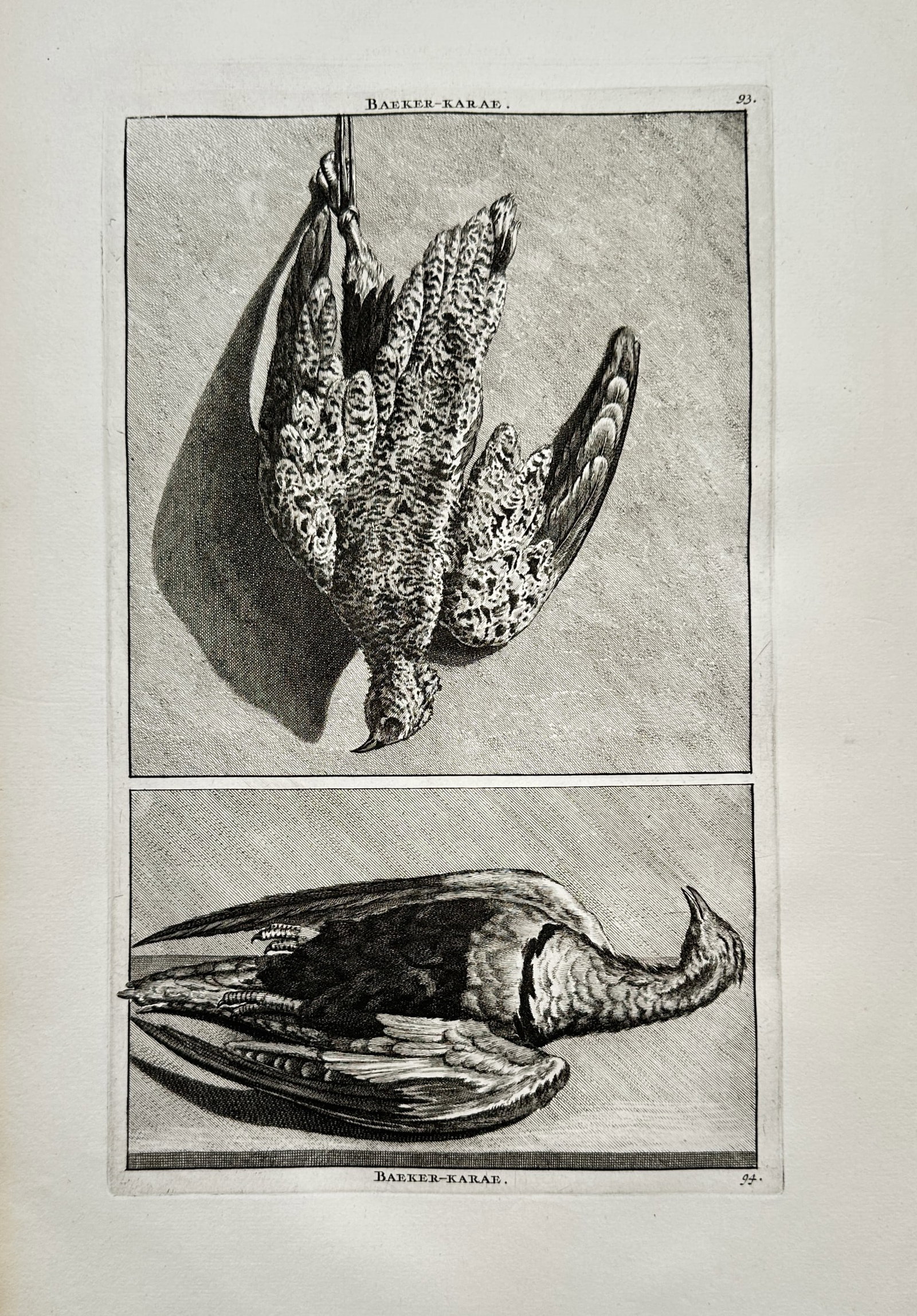 Cornelis de Bruyn – Study of Game Birds – Engraving (1718) (1 of 2)