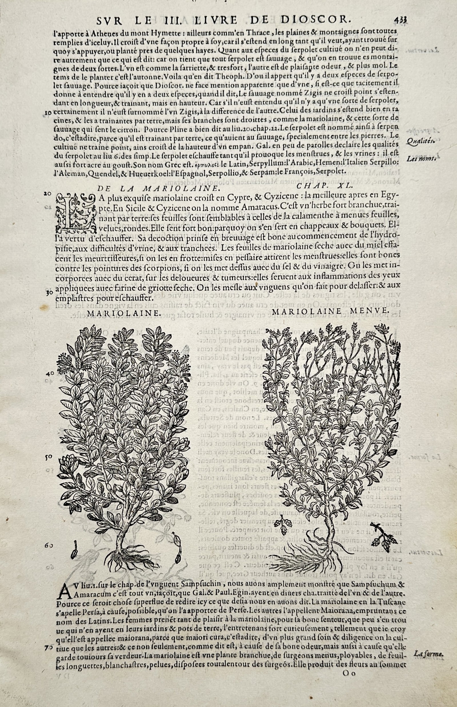 Pietro Andrea Mattioli (1501–1578) – Study of Marjoram Varieties – Woodcut (1572) (1 of 2)