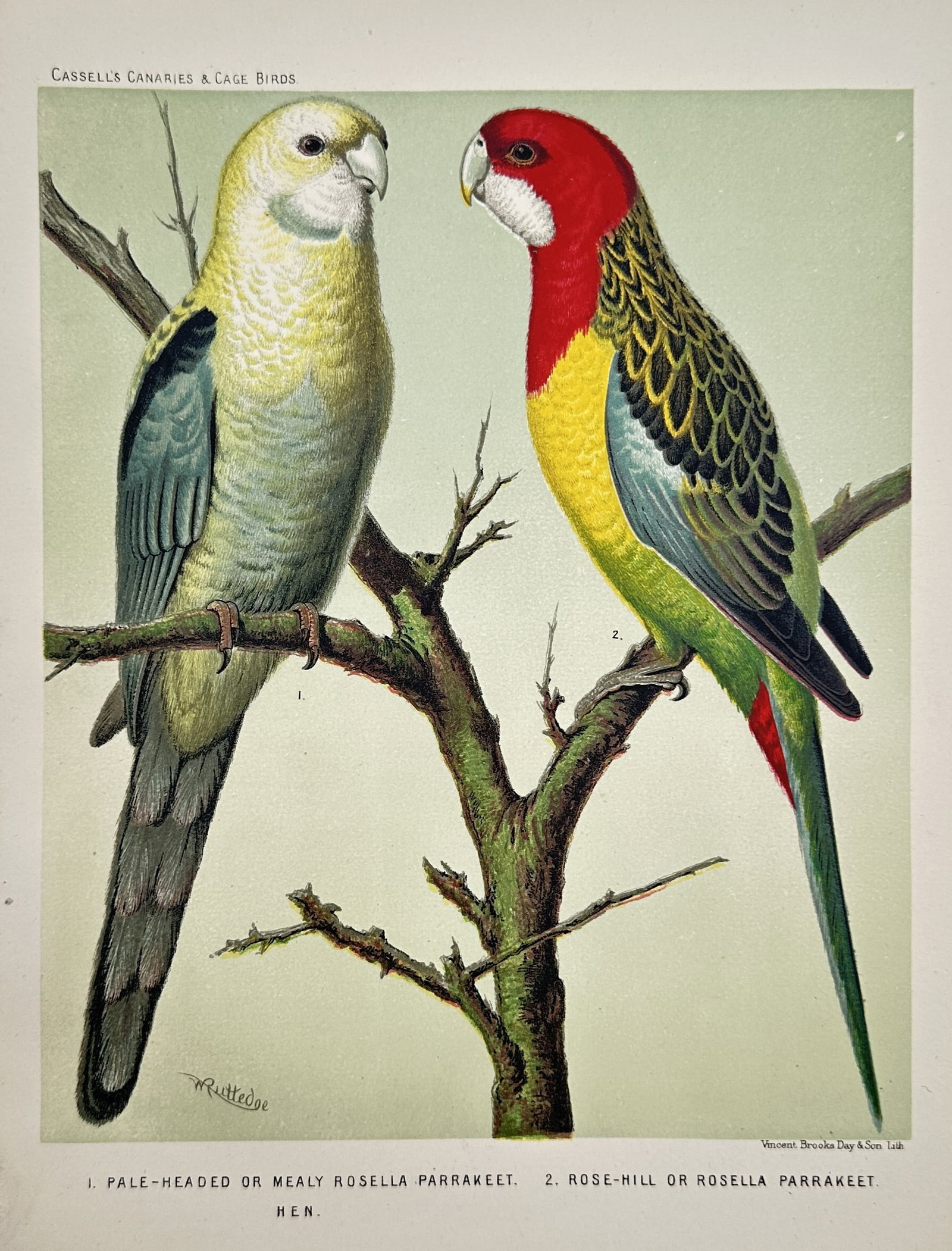 Joseph Williamson Ludlow – Pale-Headed and Eastern Rosella Parrakeets – Chromolithograph (1 of 2)