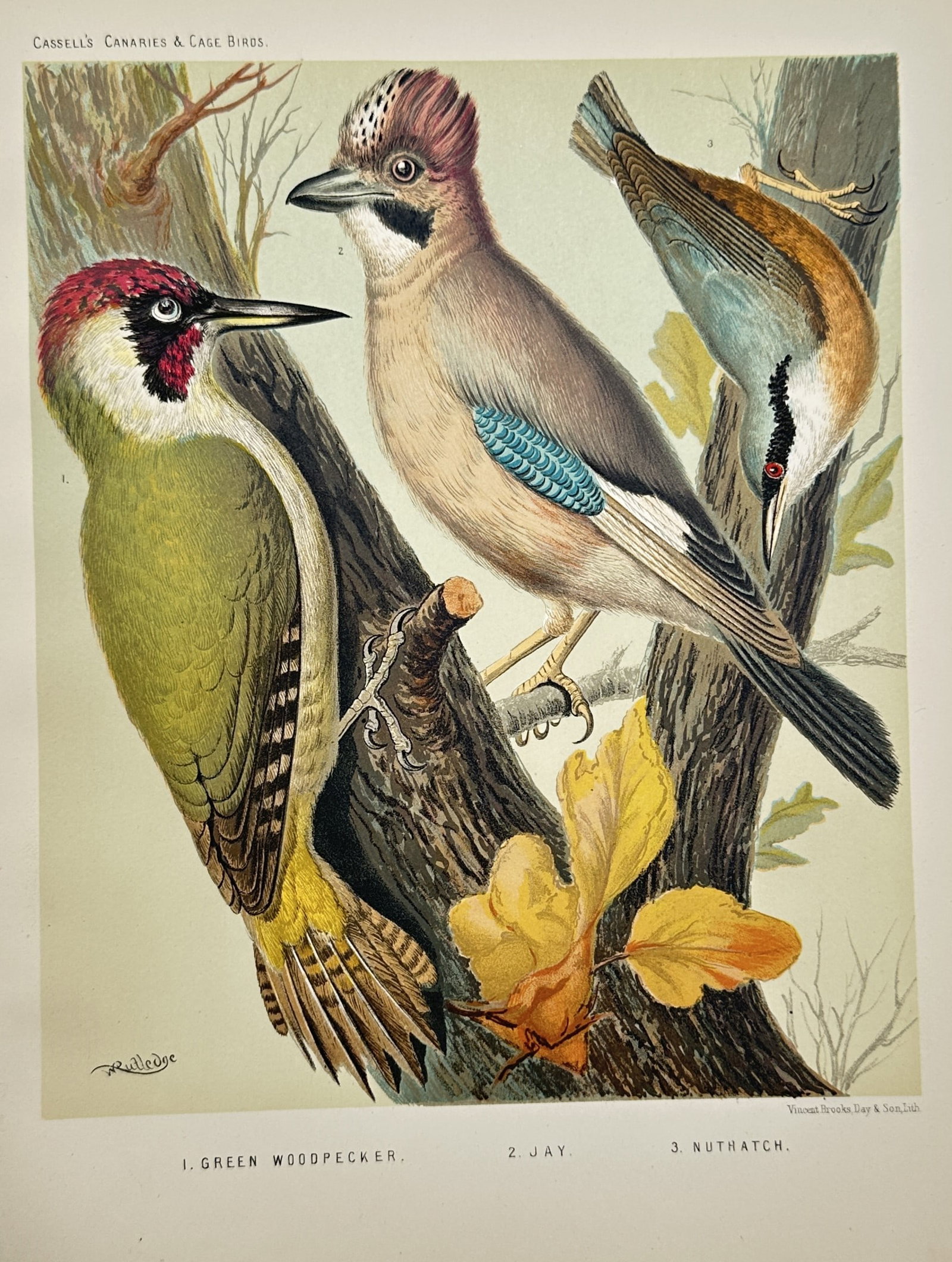 Joseph Williamson Ludlow – Green Woodpecker, Eurasian Jay, and Nuthatch – Chromolithograph (1 of 2)