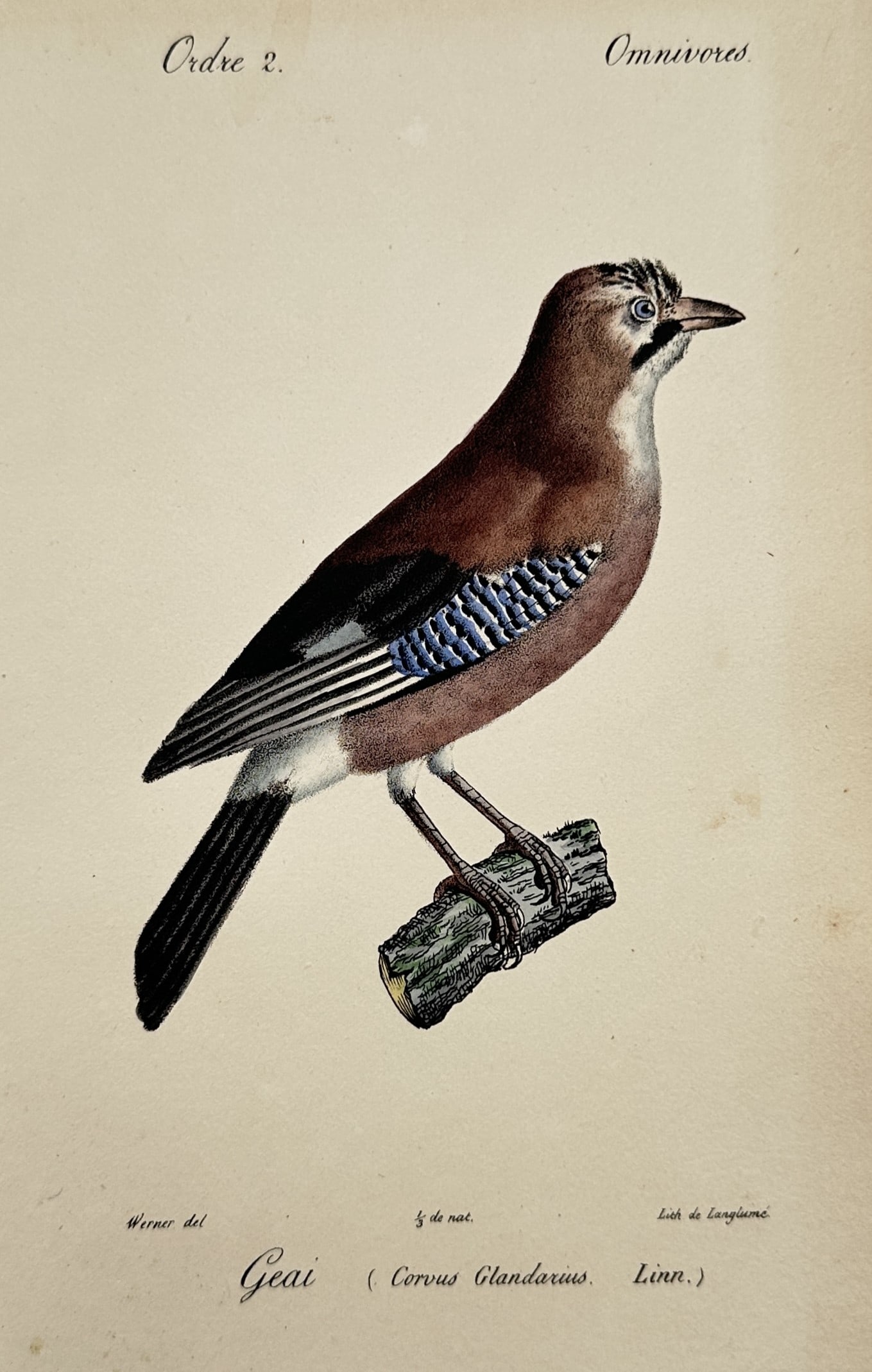 Jean-Charles Werner – Study of a Eurasian Jay – Hand-coloured Lithograph (circa 1820–1830s) (1 of 2)