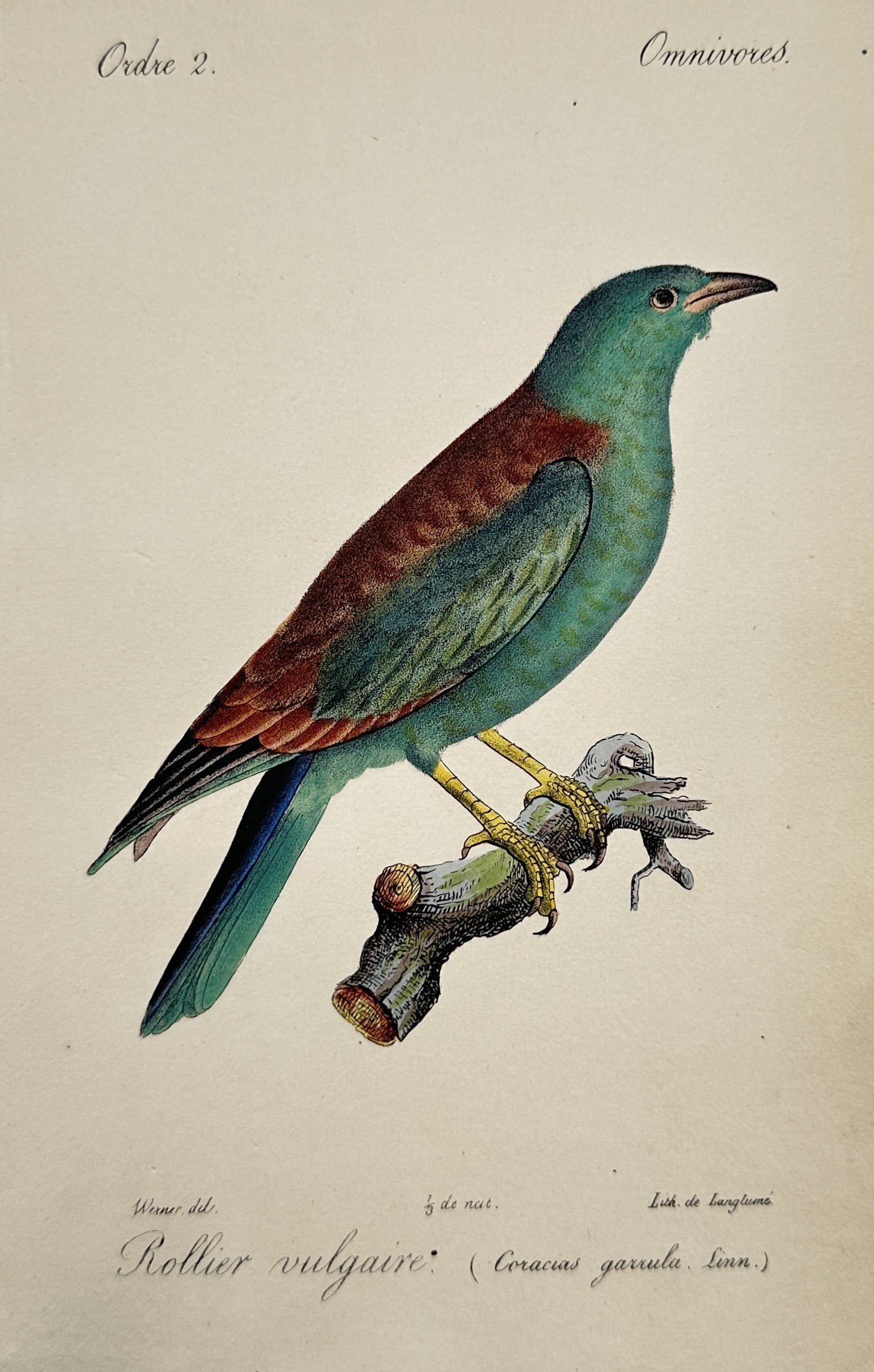 Jean-Charles Werner – Study of a European Roller – Hand-coloured Lithograph (circa 1820–1830s) (1 of 2)