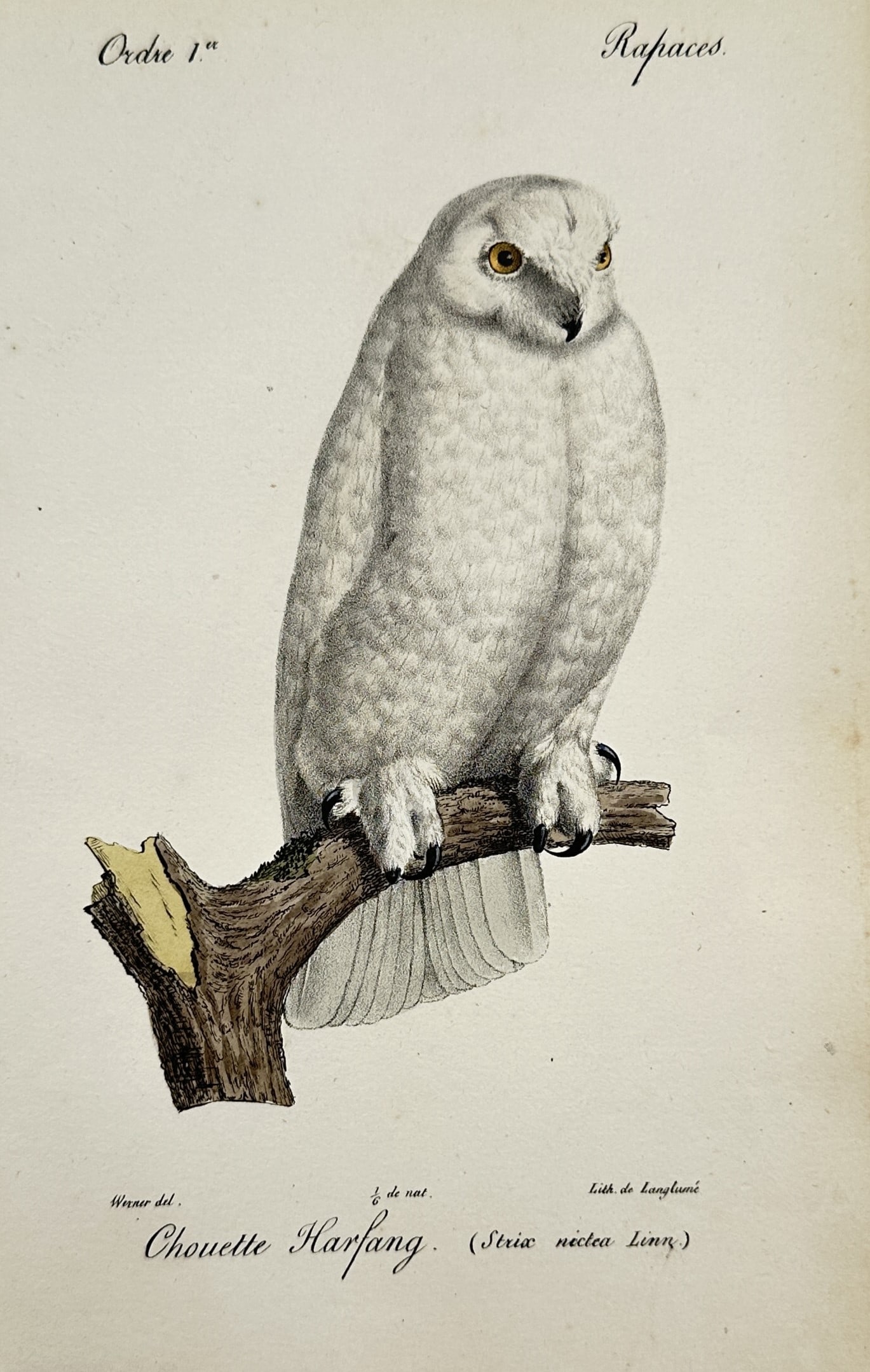 Jean-Charles Werner – Study of a Snowy Owl – Hand-coloured Lithograph (circa 1820–1830s) (1 of 2)