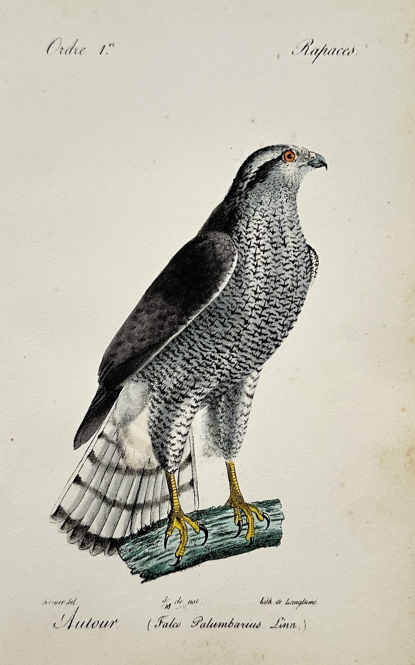 Jean-Charles Werner – Study of a Northern Goshawk – Hand-coloured Lithograph (1 of 2)