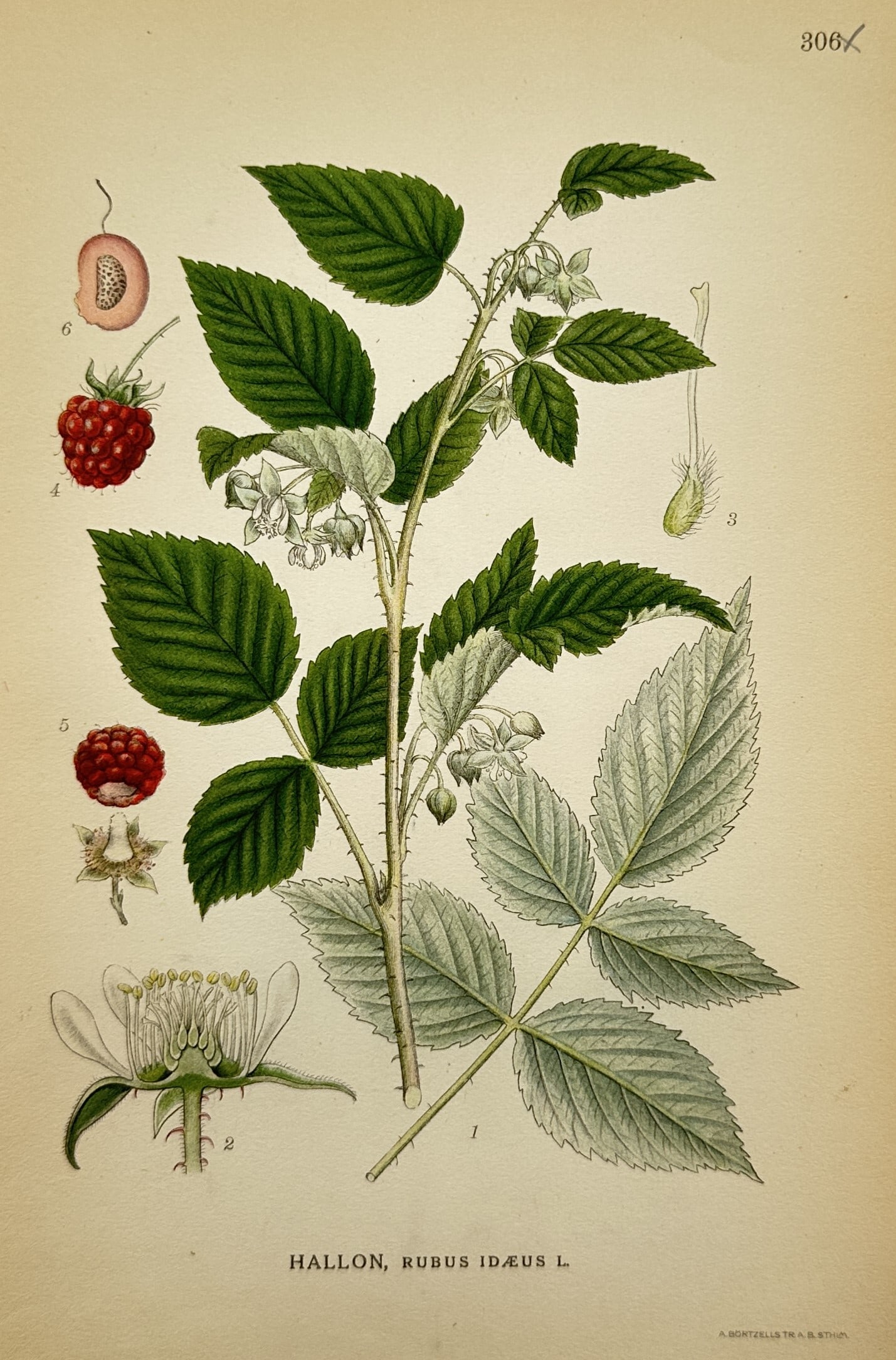 Carl Axel Magnus Lindman (1856–1928) – Study of the Red Raspberry – Chromolithograph: Hallon, Rubus idaeus L. illustrates a botanical study featuring a central red raspberry branch displaying compound serrated green leaves, drooping small white flowers, and thorny green stems. The left