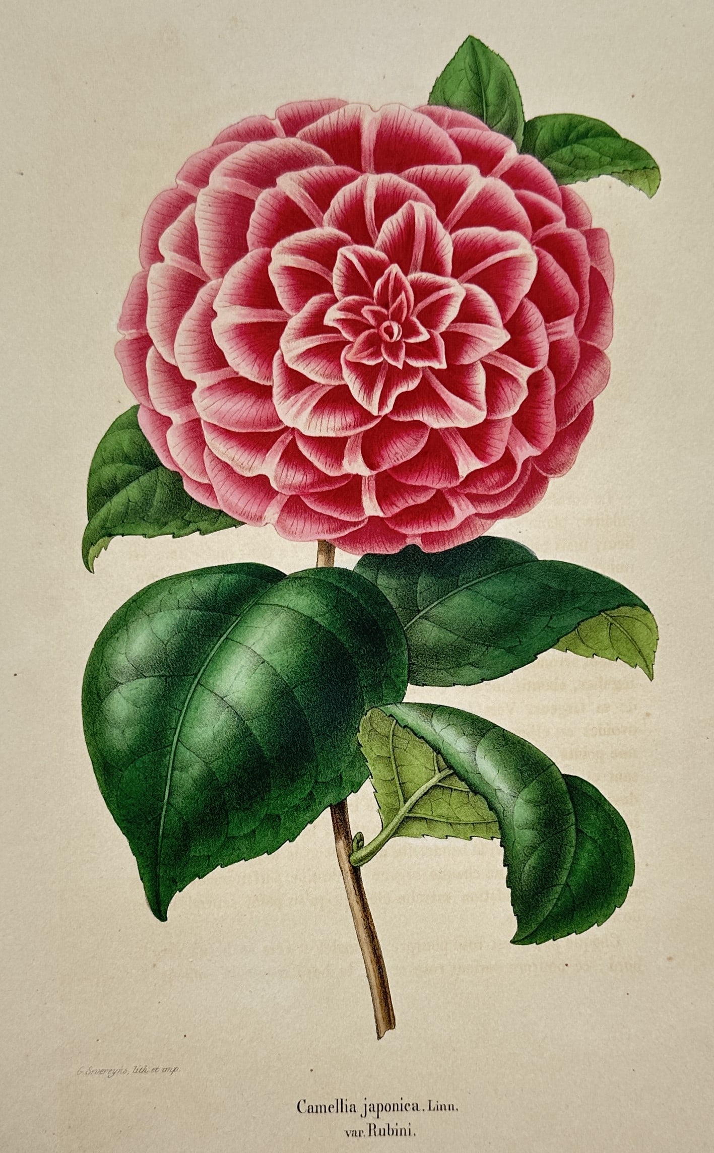 Charles Morren (1807–1858) – Study of Camellia Japonica Variety Rubini – Chromolithograph (1 of 2)